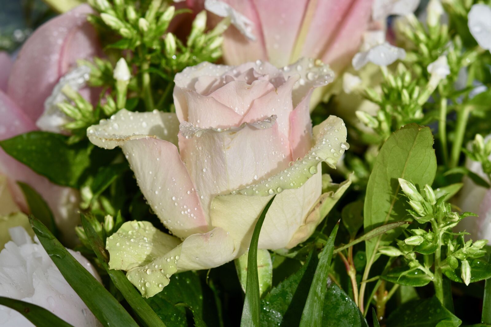 Nikon D5600 sample photo. Pink, rose water droplets photography