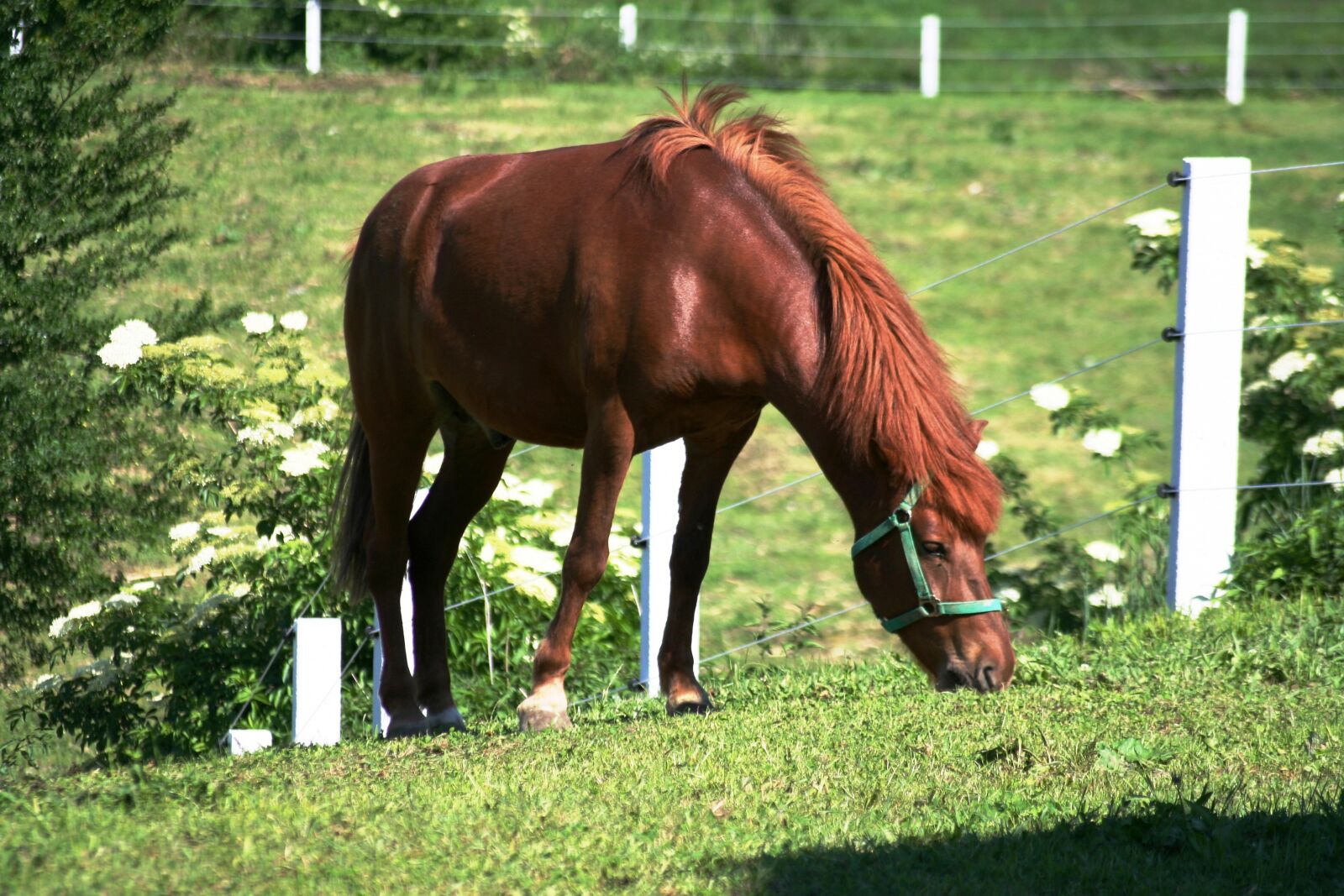 Canon EOS 350D (EOS Digital Rebel XT / EOS Kiss Digital N) sample photo. Horse, animal, nature photography