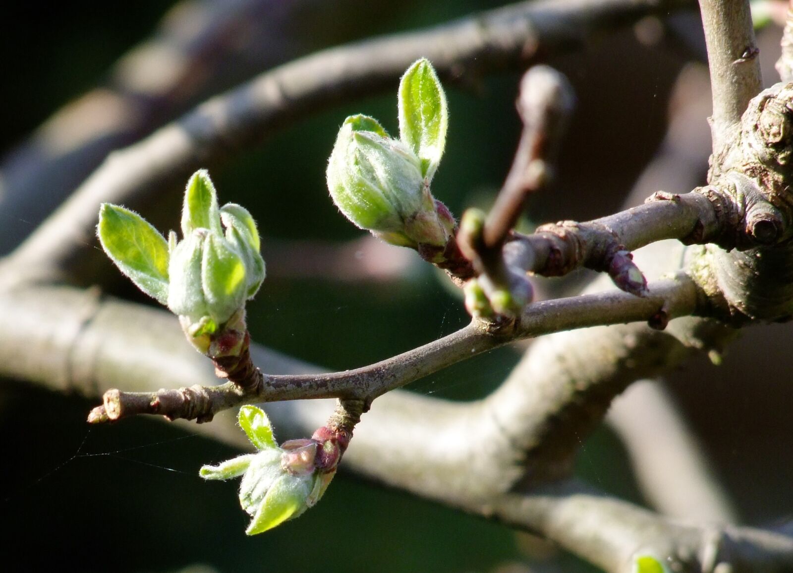 Fujifilm FinePix S100fs sample photo. Branch, tree, spring photography