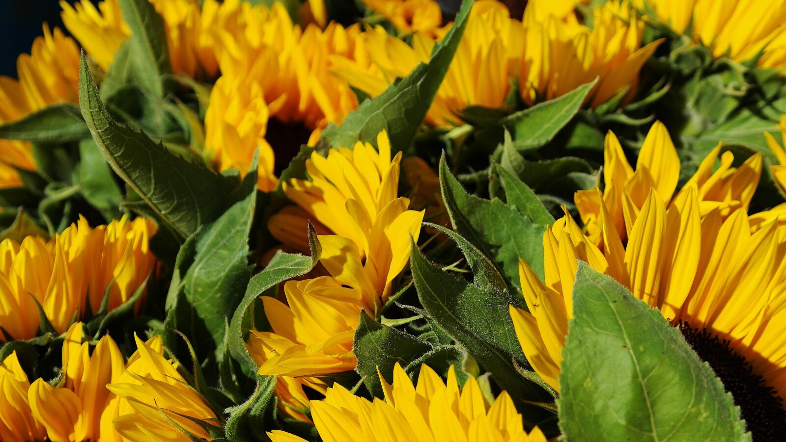 Samsung NX20 sample photo. Sunflower, sunflower field, bouquet photography