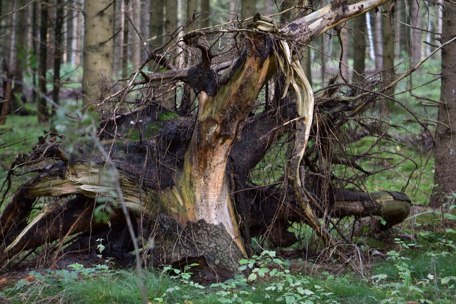 Nikon D5600 sample photo. Forest, tree root, root photography