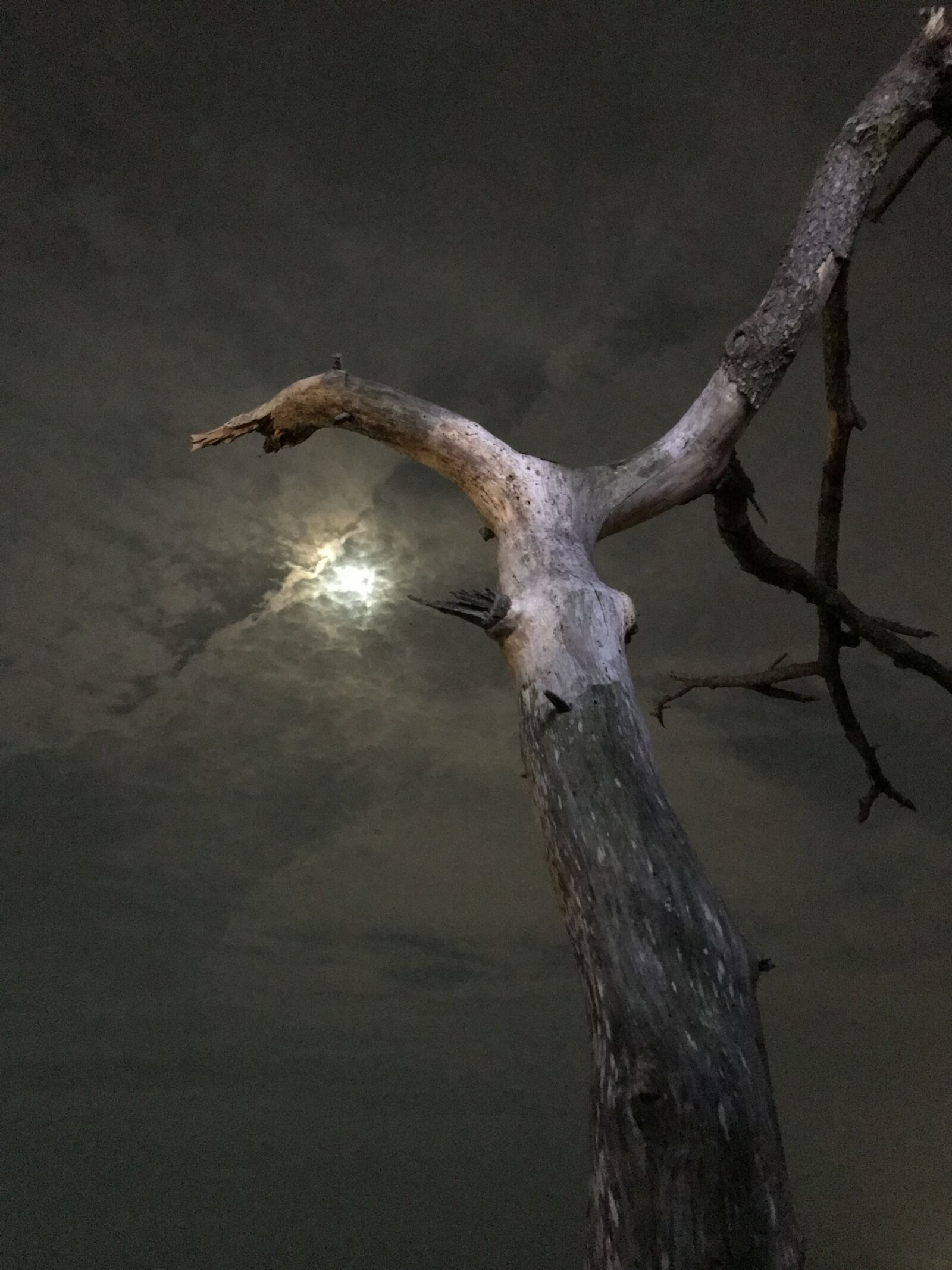 iPhone 7 back camera 3.99mm f/1.8 sample photo. Moon, wood, mood photography