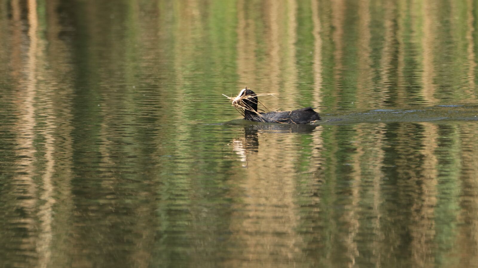 150-600mm F5-6.3 DG OS HSM | Contemporary 015 sample photo. Nest building, lake, waters photography
