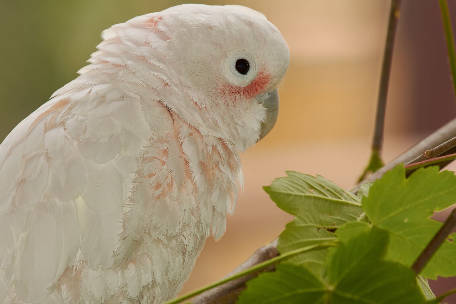 Nikon AF-S Nikkor 200-500mm F5.6E ED VR sample photo. Parrot, cockatoo, bird photography