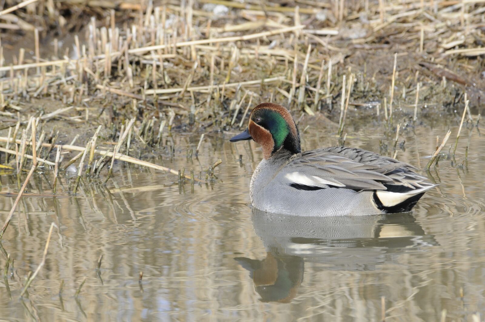 Nikon D300S sample photo. Teal winters, wild duck photography