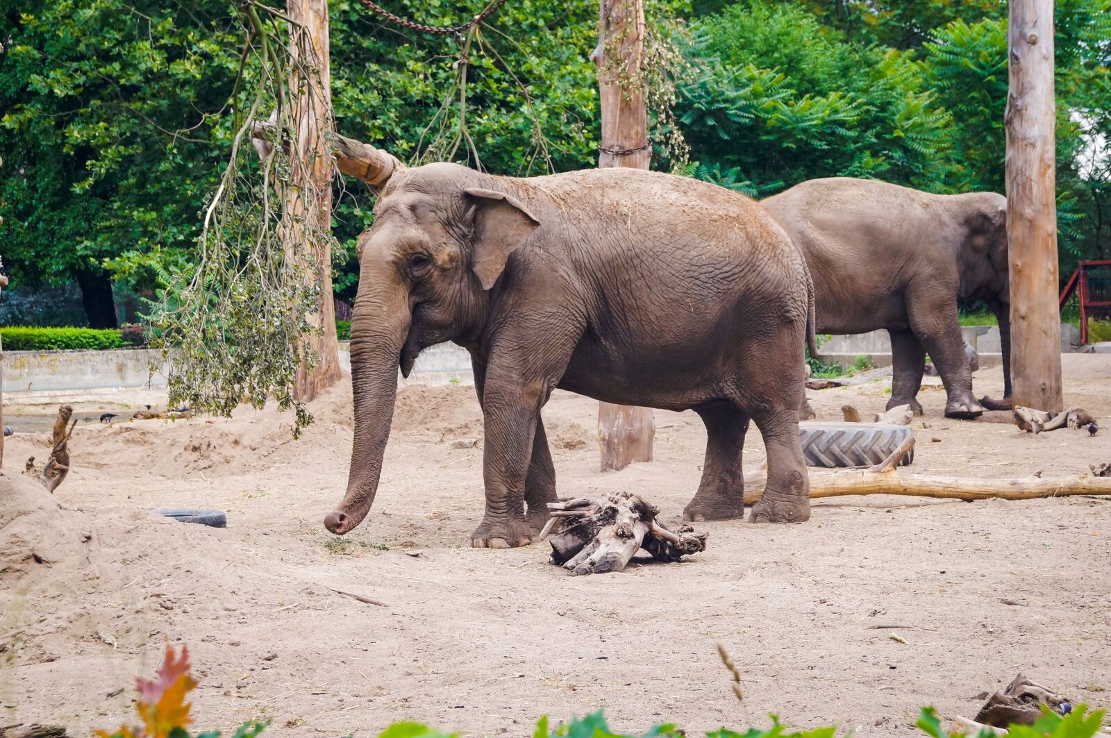 Sony SLT-A37 sample photo. Elephant, nature, animal photography