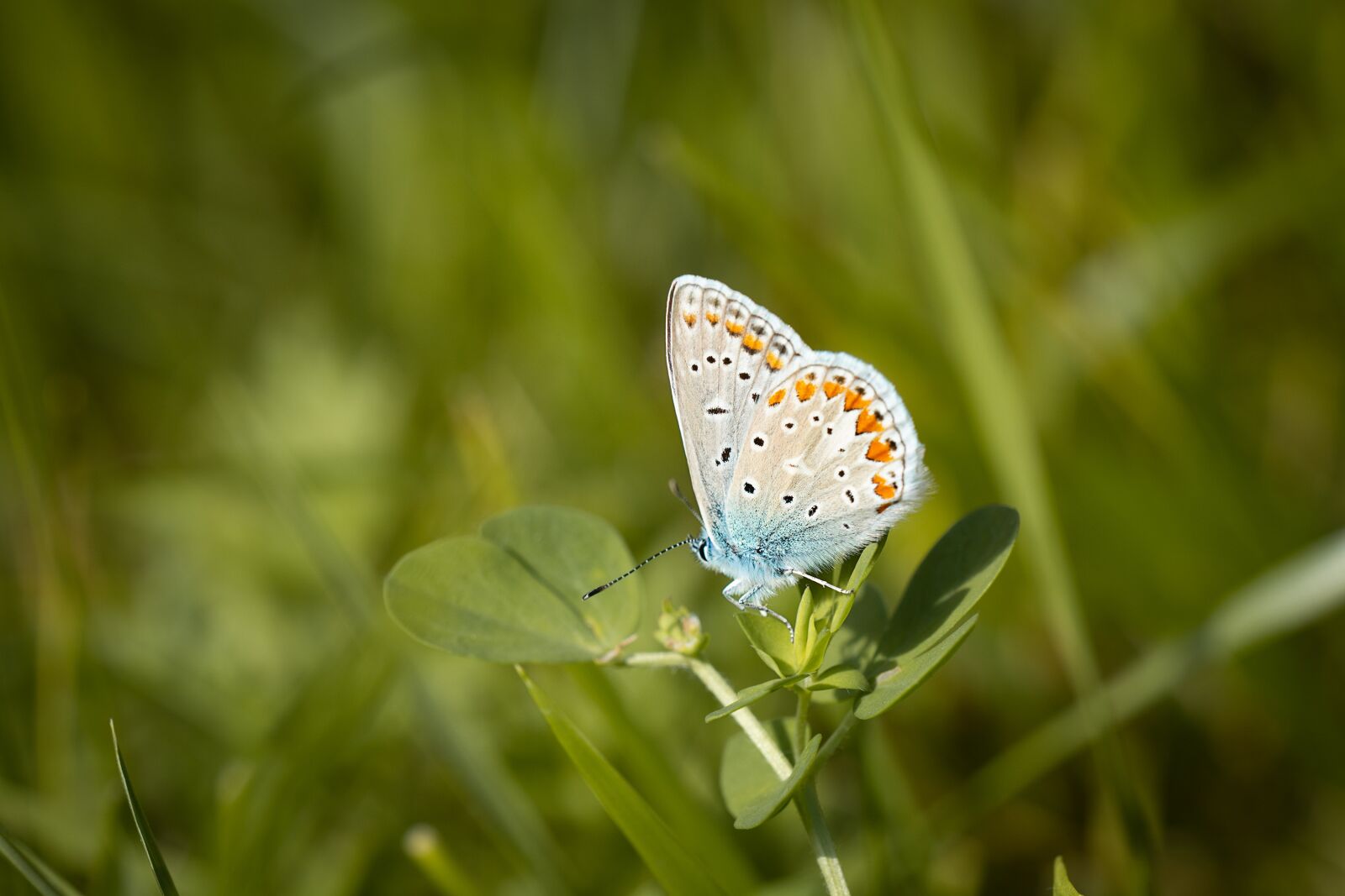 Nikon D7100 sample photo. Silver-studded blue, common blue photography