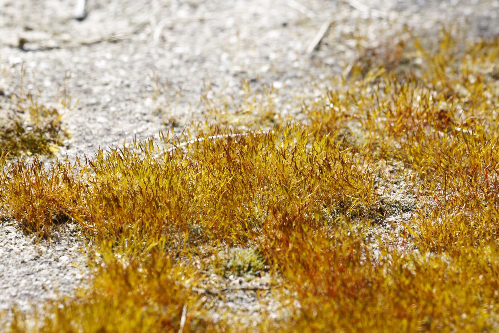 Canon EF 100-400mm F4.5-5.6L IS USM sample photo. Moss, ground, plant photography