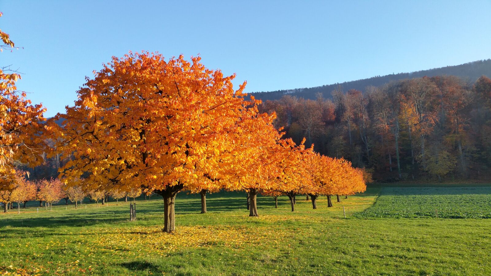 Samsung Galaxy S5 LTE-A sample photo. Herbst, landschaft, landscape photography