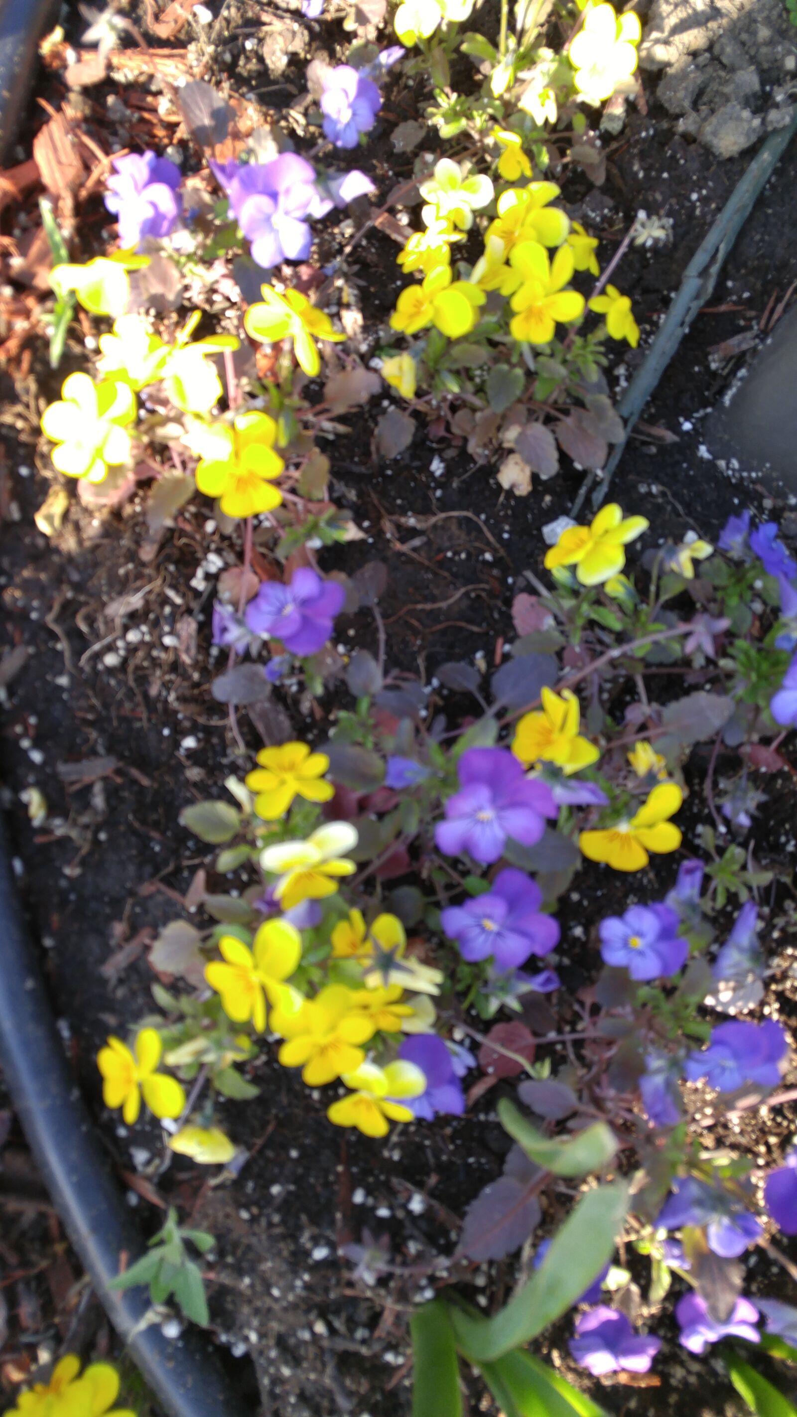 LG G4 sample photo