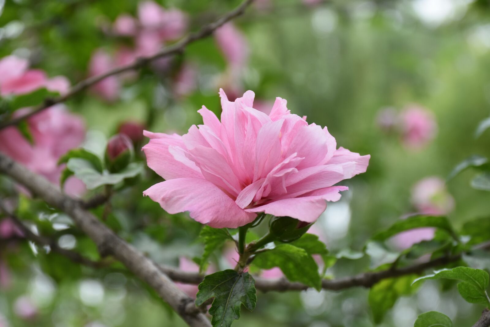 Nikon D7200 sample photo. Flower, plant, lonely photography