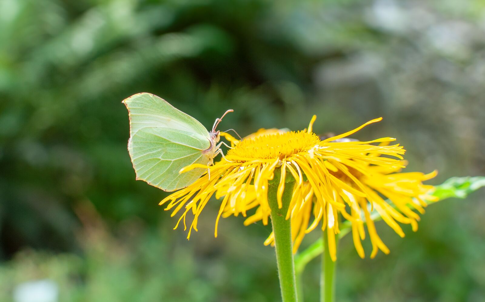 Nikon D90 sample photo. Butterfly, nature, insect photography