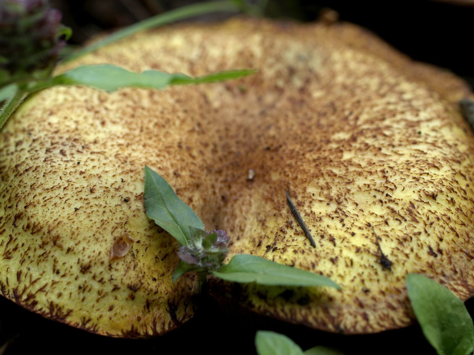 Olympus E-330 (EVOLT E-330) sample photo. Wild, mushroom, leave photography