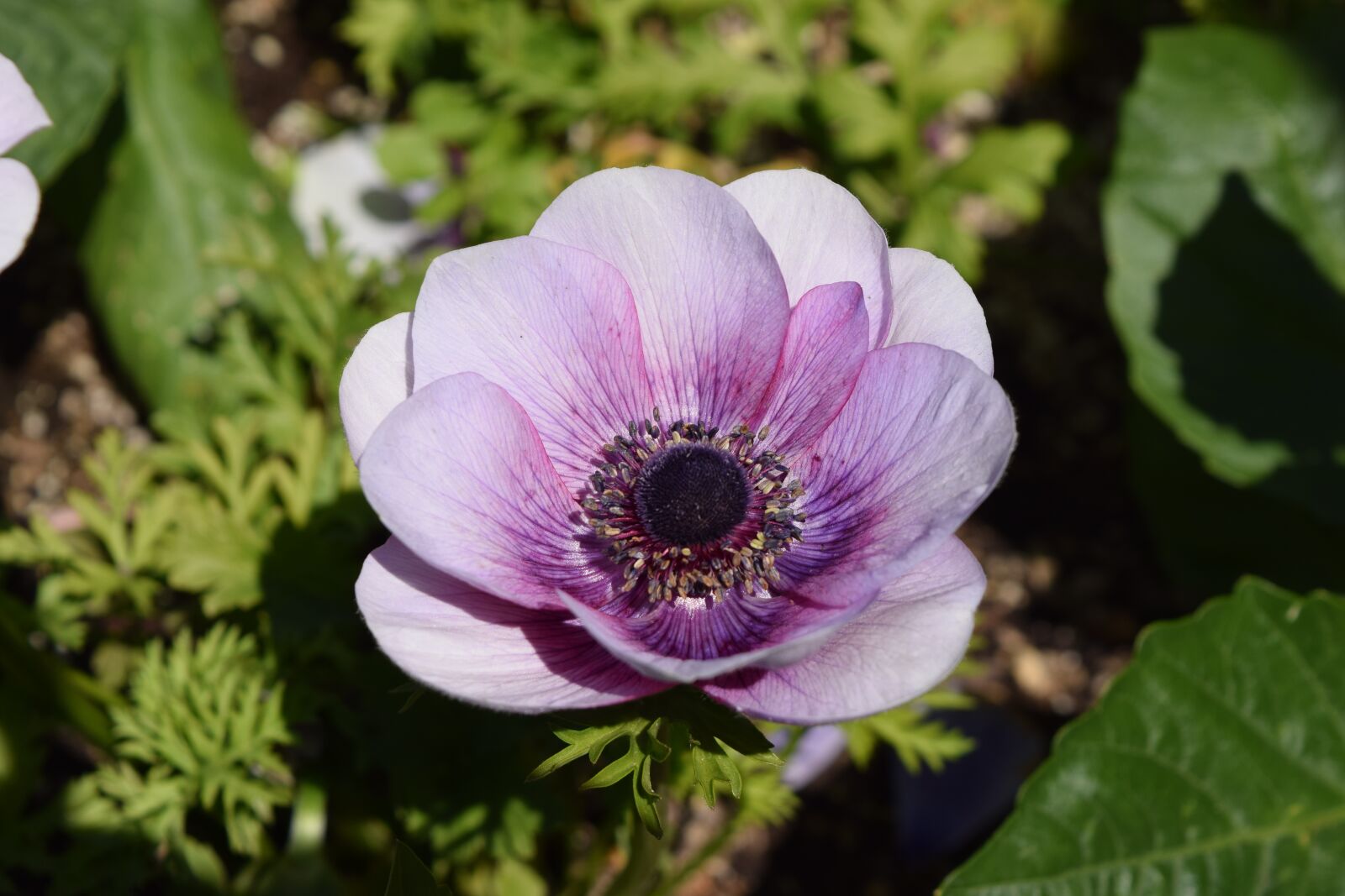 Nikon D3300 sample photo. Helmet flower, purple, wild photography