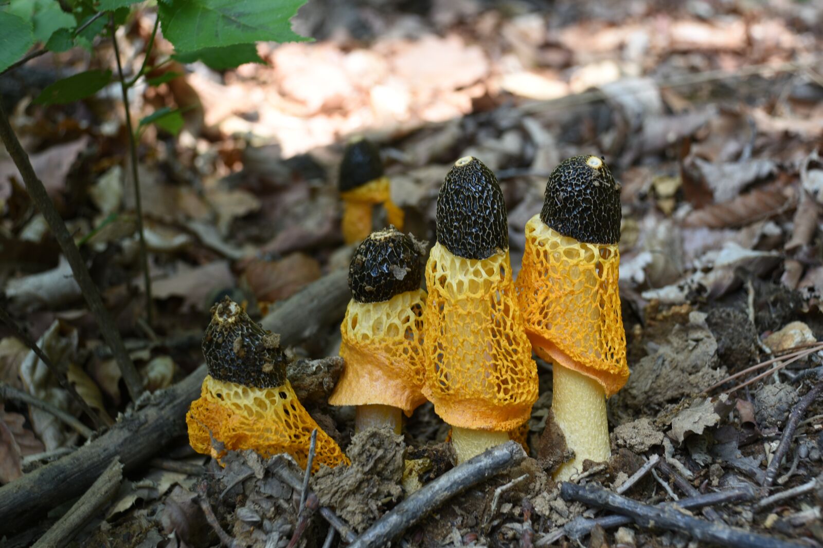 Nikon D7200 sample photo. Mushroom, yellow, net photography