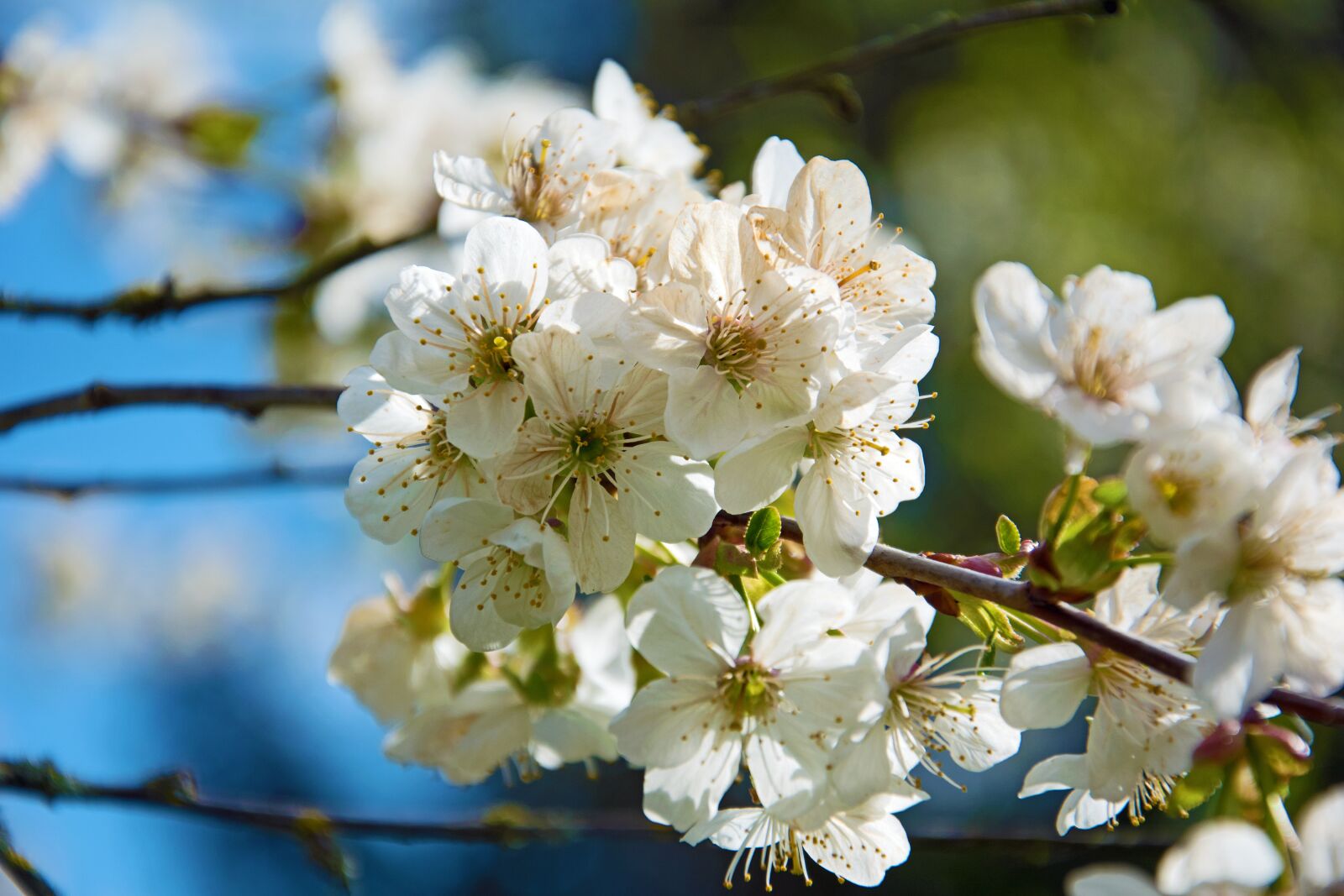 Nikon D3300 sample photo. Cherry blossoms, flowers, spring photography