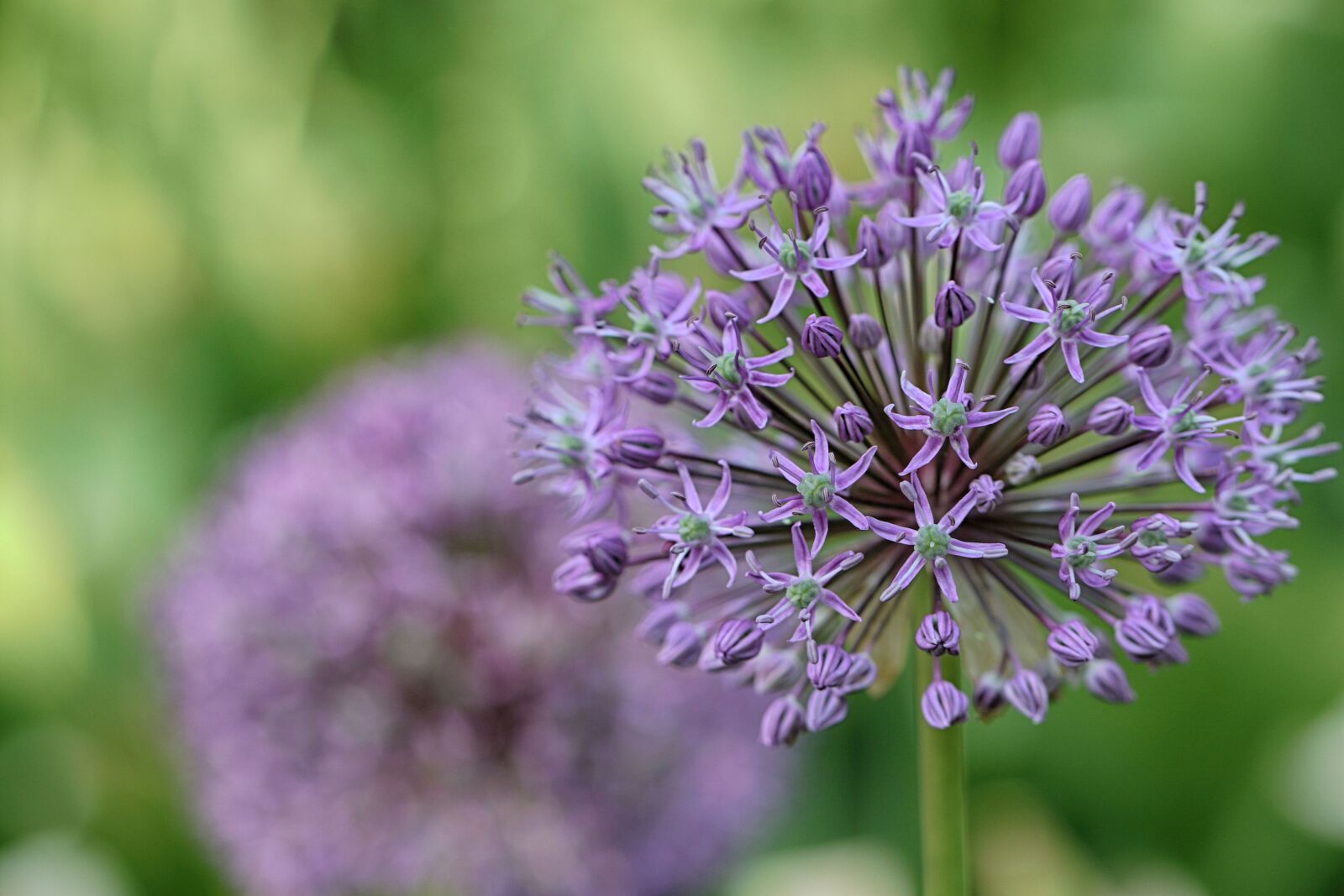 Canon EOS 7D Mark II sample photo. Flower, garden flower, floral photography