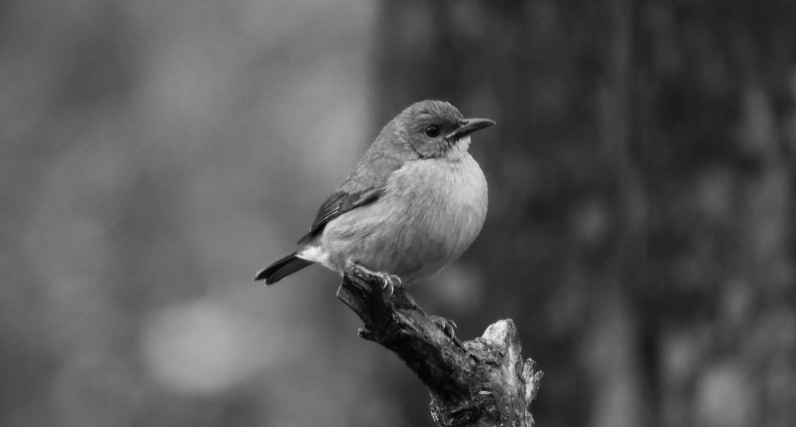 Nikon Coolpix B700 sample photo. Black and white, ave photography