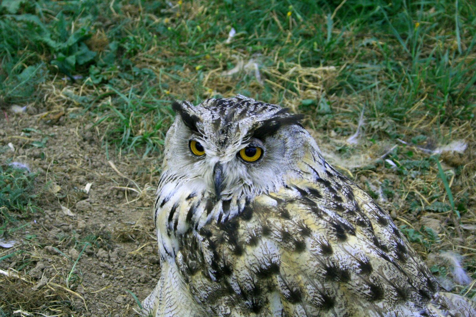 Canon EOS 350D (EOS Digital Rebel XT / EOS Kiss Digital N) sample photo. Owl, bird, wisdom photography