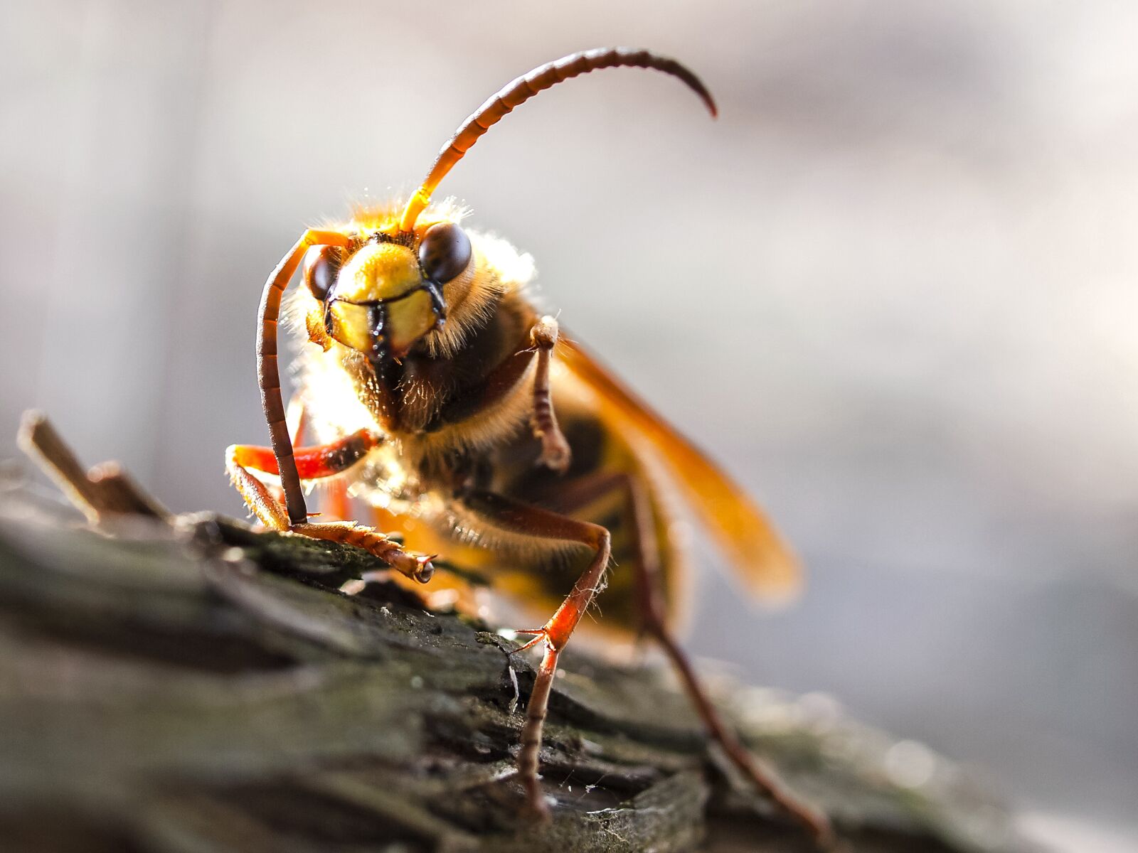 Olympus E-3 sample photo. Hornet, insect, nature photography