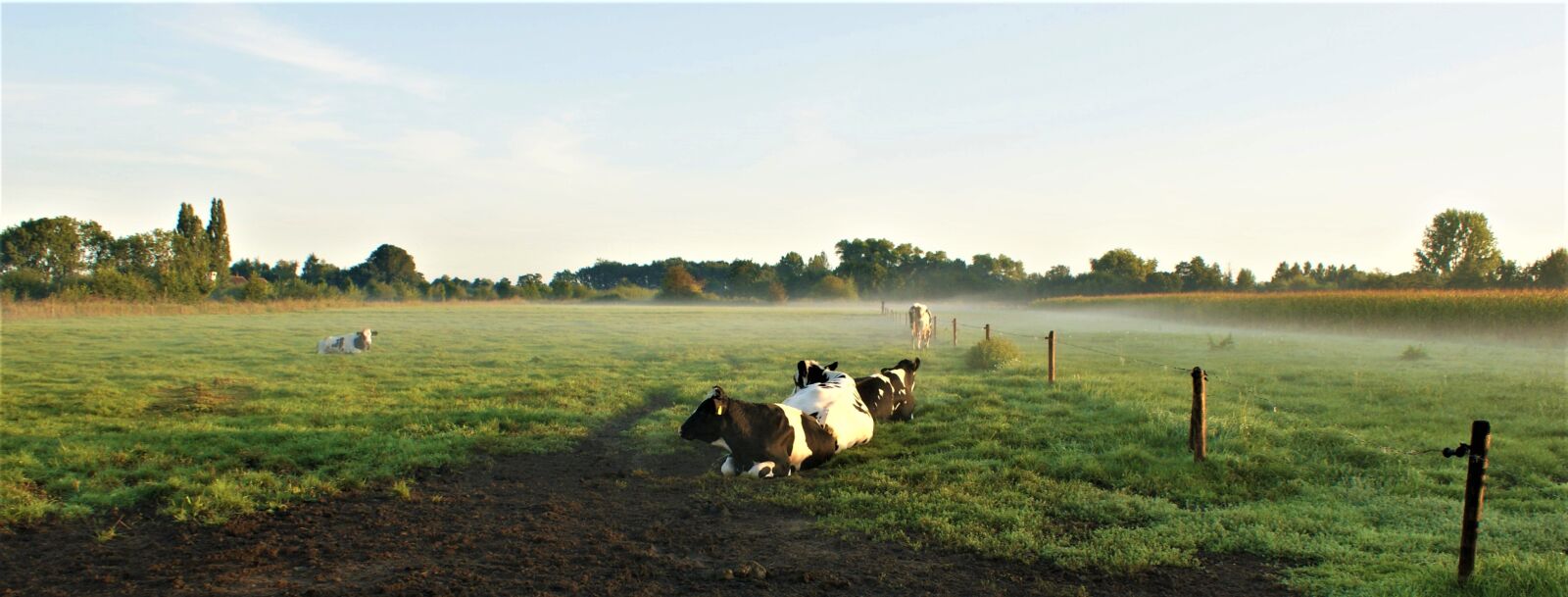 Sony Alpha DSLR-A350 sample photo. Cows, rest, morning photography