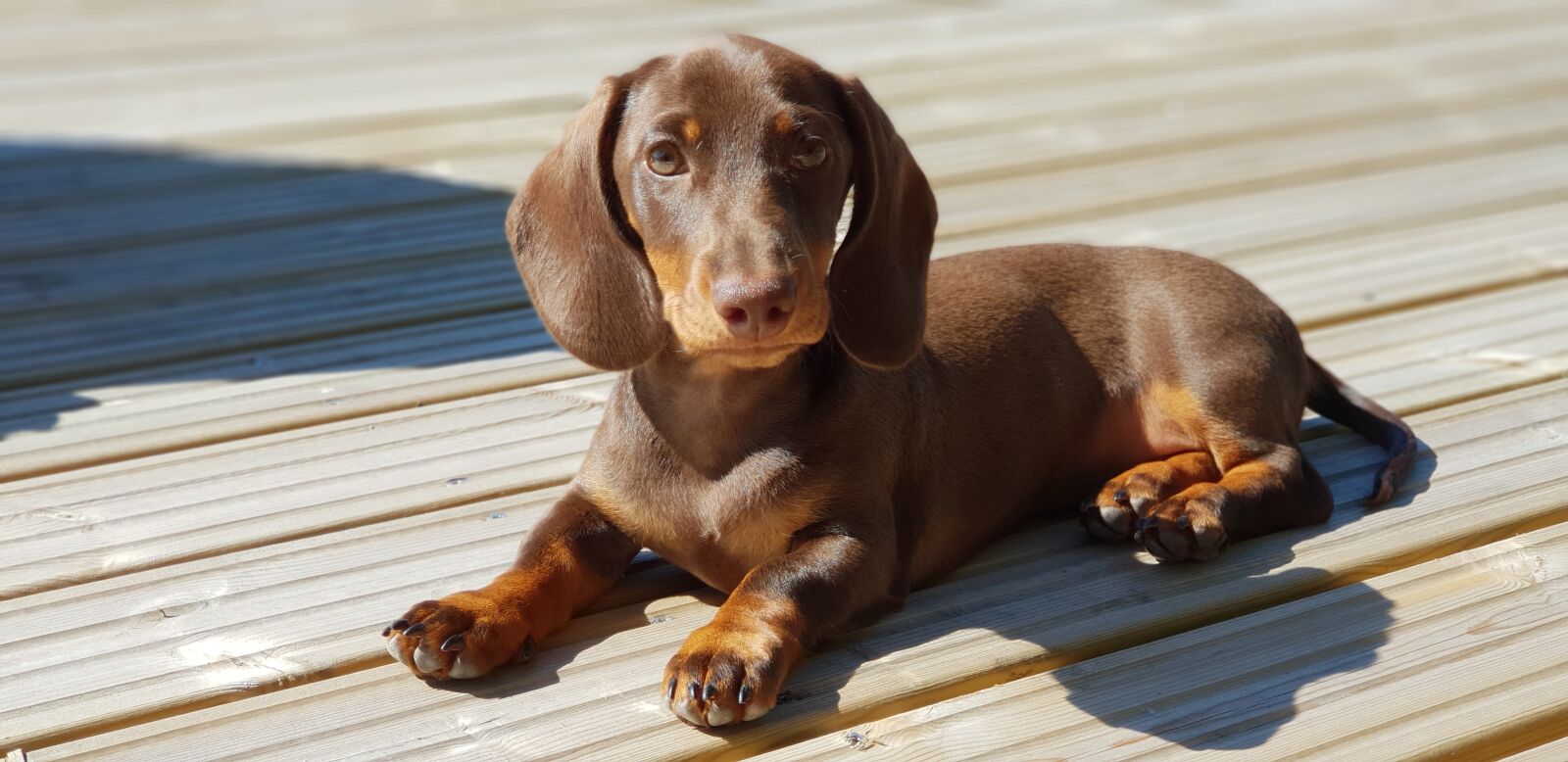 Samsung Galaxy S9+ sample photo. Dachshund, puppy, brown photography