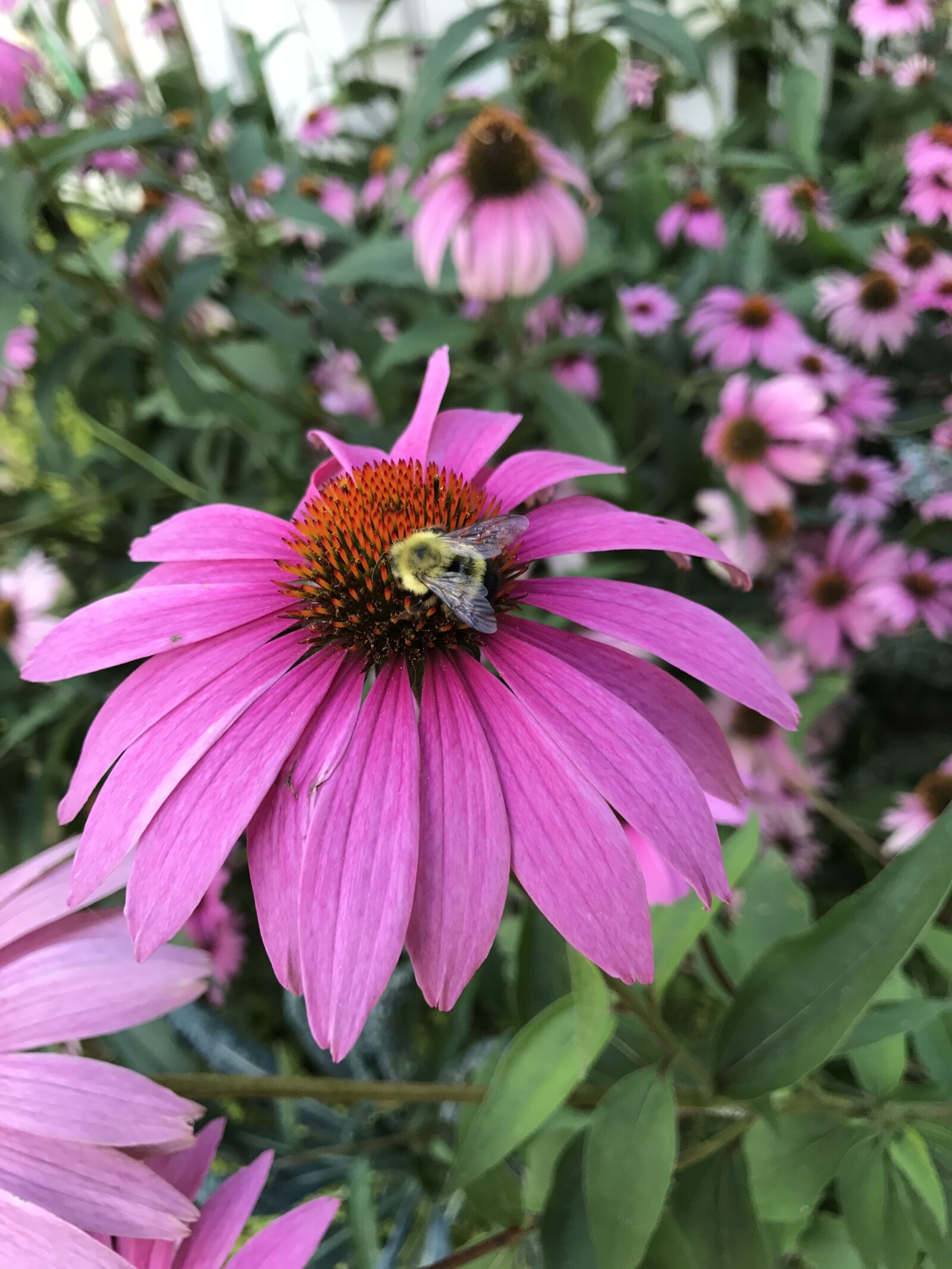 Apple iPhone 7 sample photo. Coneflower, nature, flowers photography