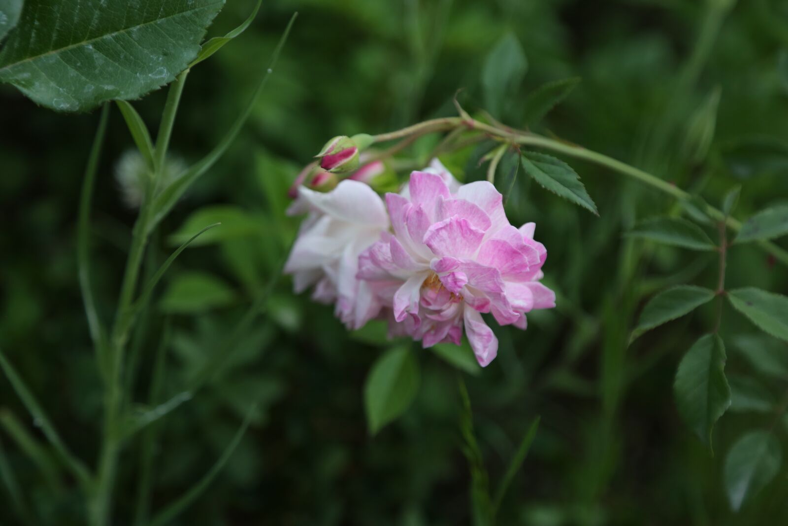 Canon EF 24-105mm F4L IS USM sample photo. Gulcicek, nature, plant photography