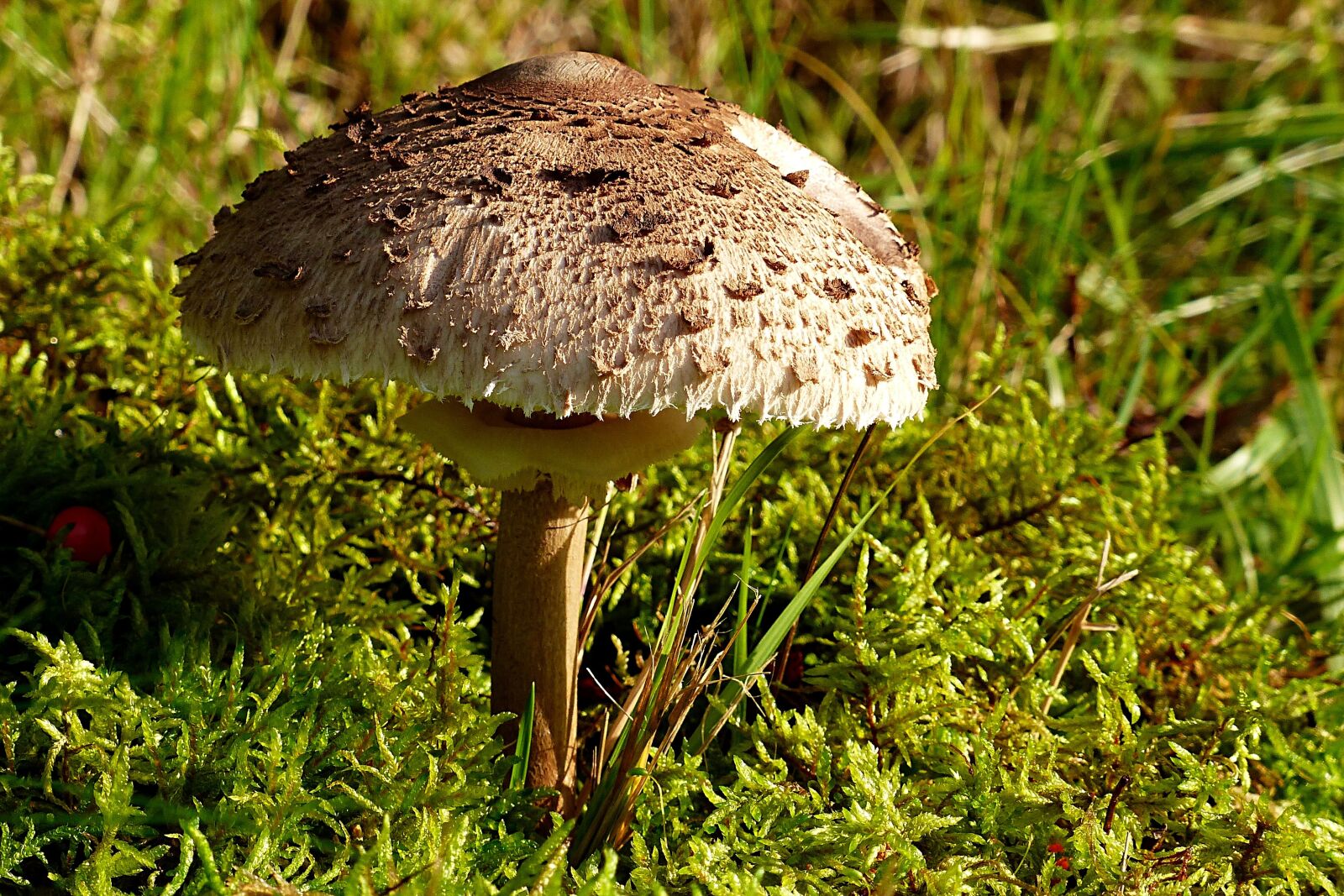 Panasonic Lumix DMC-FZ200 sample photo. Nature, plant, mushroom photography