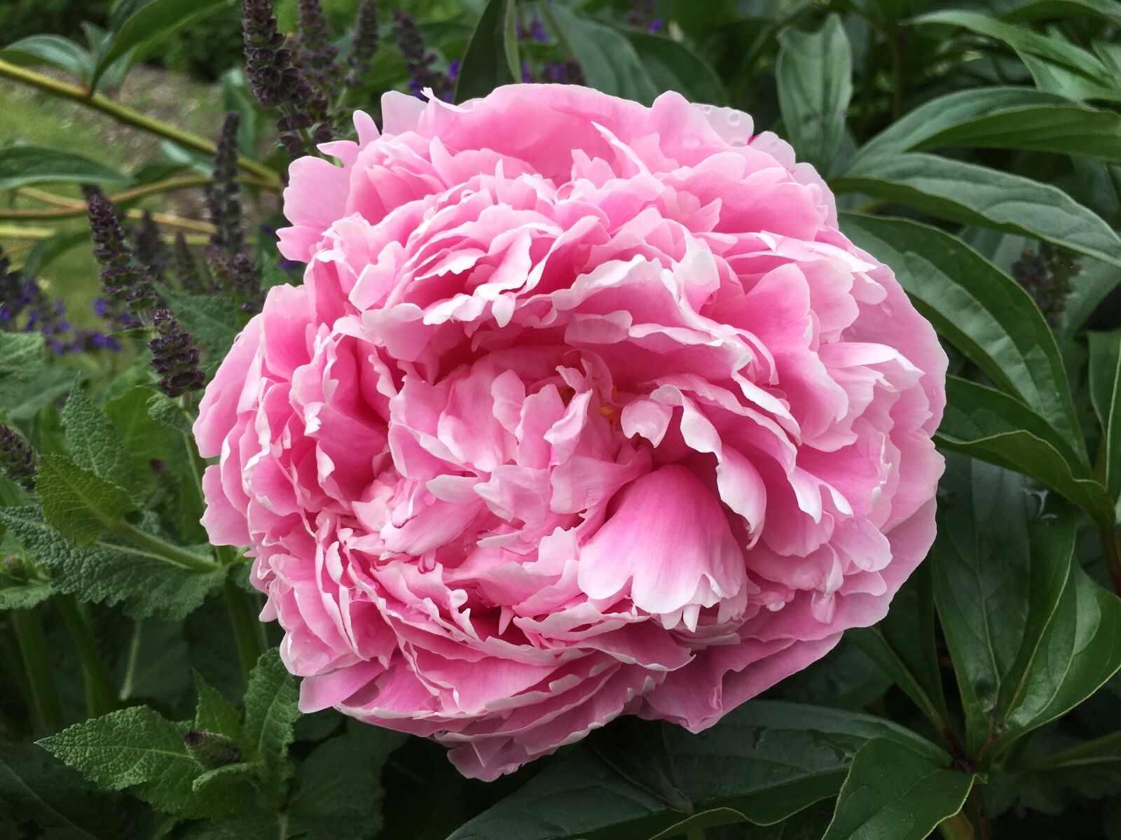 Apple iPhone 6s sample photo. Peony, blossom, flower photography