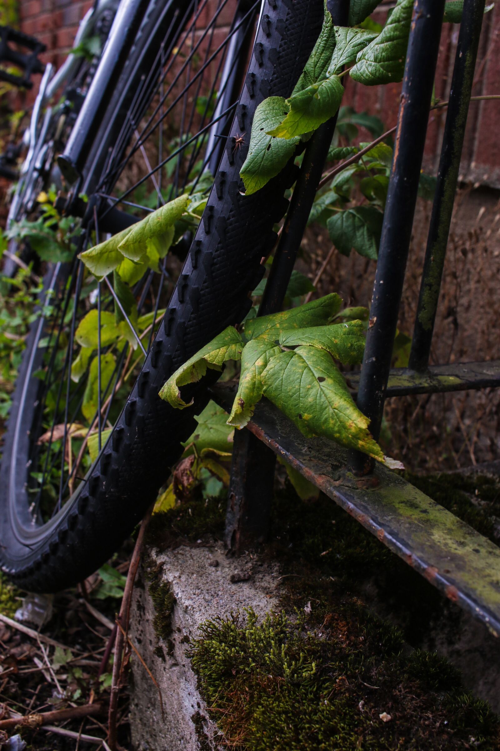 Canon EOS 7D Mark II sample photo. Wheel, bike, bicycle photography