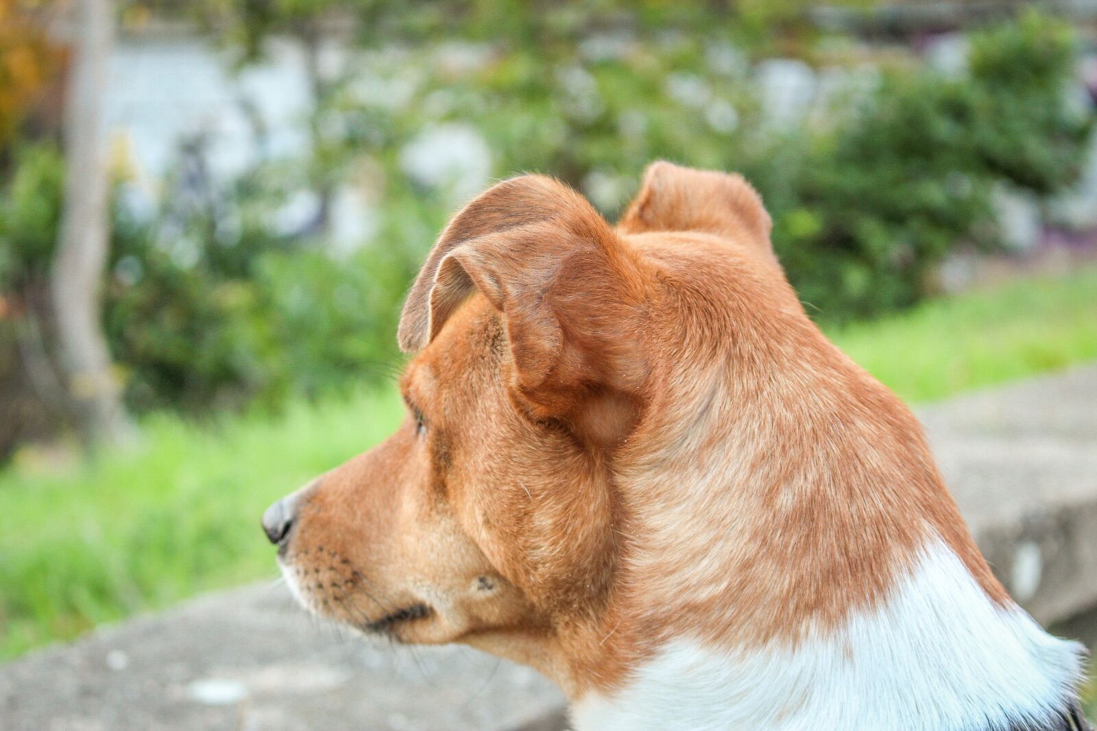 Canon EOS 700D (EOS Rebel T5i / EOS Kiss X7i) sample photo. Friend, dog, breed photography