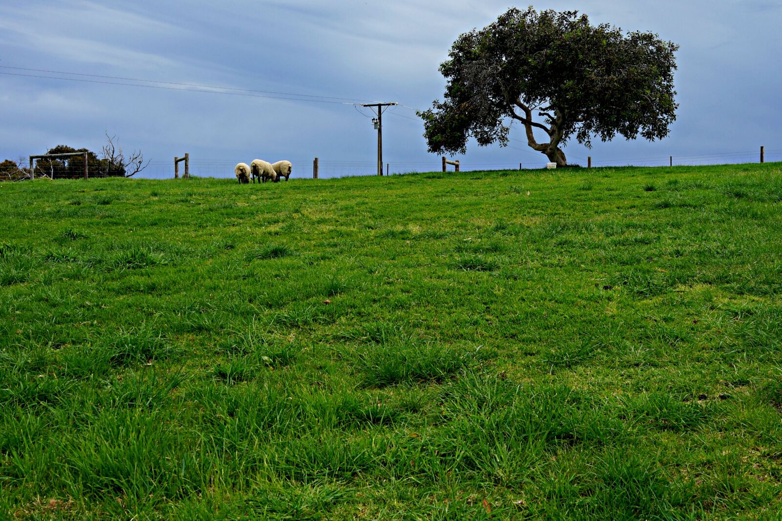 Sony Cyber-shot DSC-RX1R sample photo. Sheep, lone tree, horizon photography