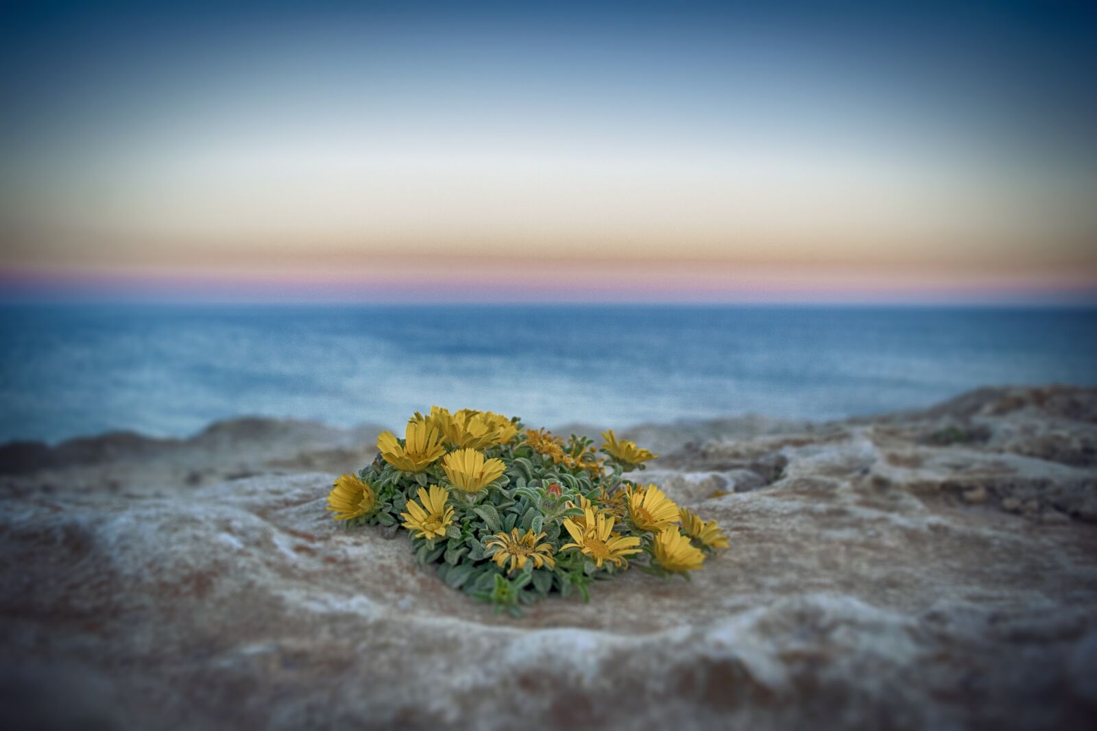 Nikon D3300 sample photo. Beach, flowers, sunset photography