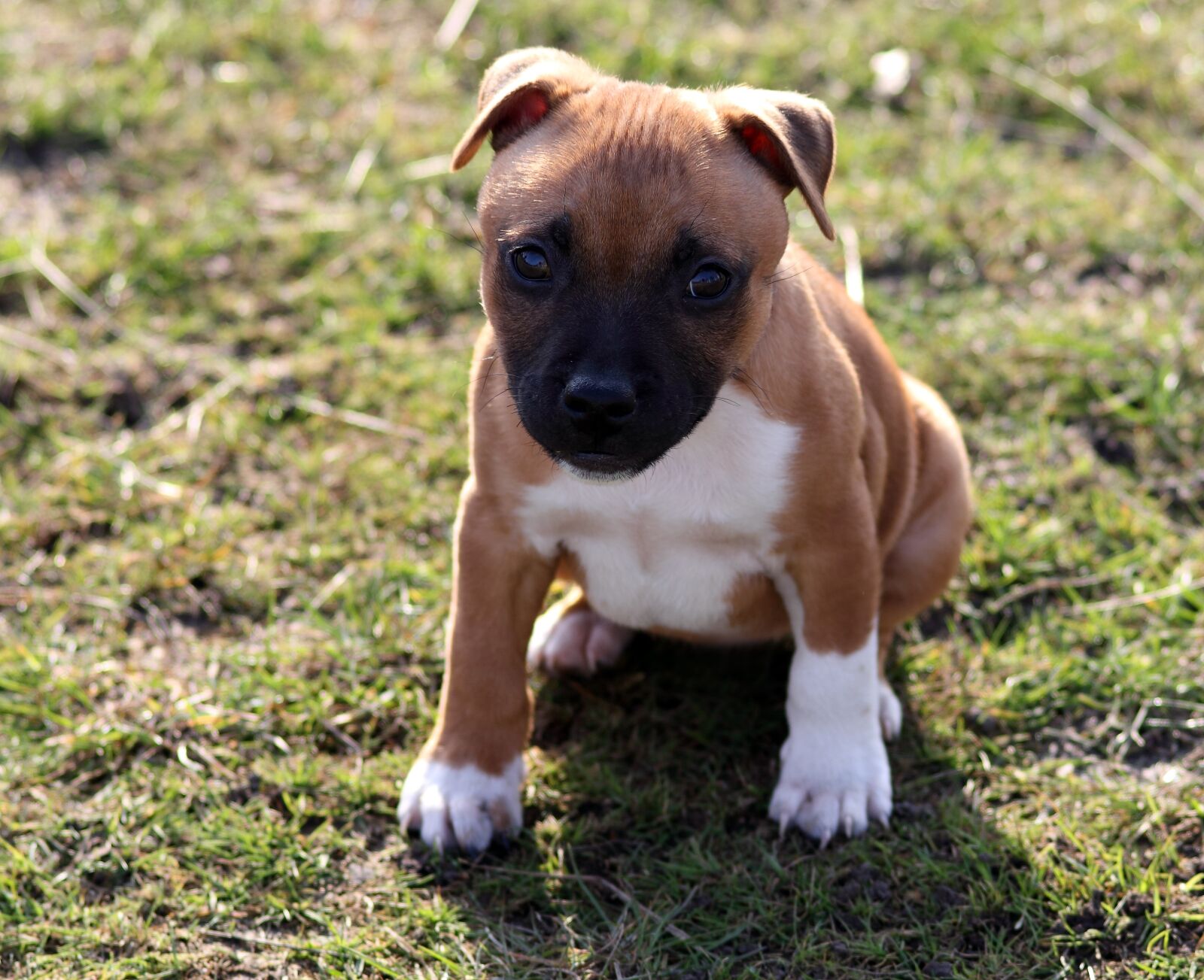 Canon EOS 550D (EOS Rebel T2i / EOS Kiss X4) sample photo. Animal, canine, close, up photography