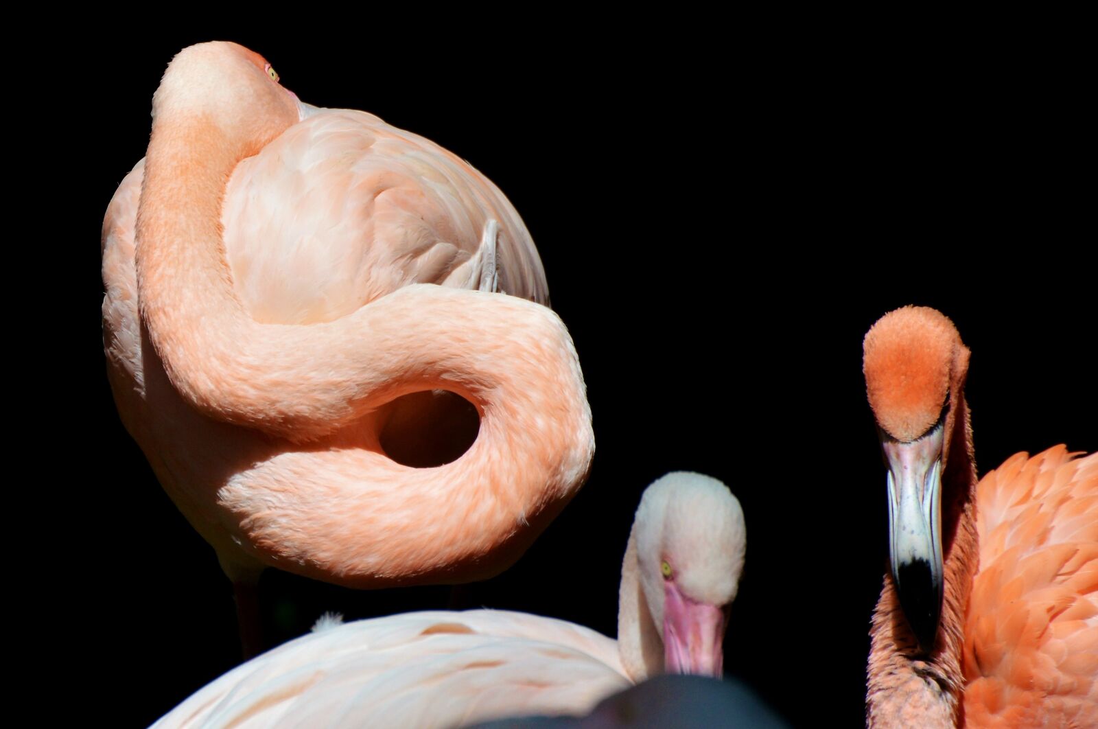 Nikon D3200 sample photo. Flamingo, bird, pink photography