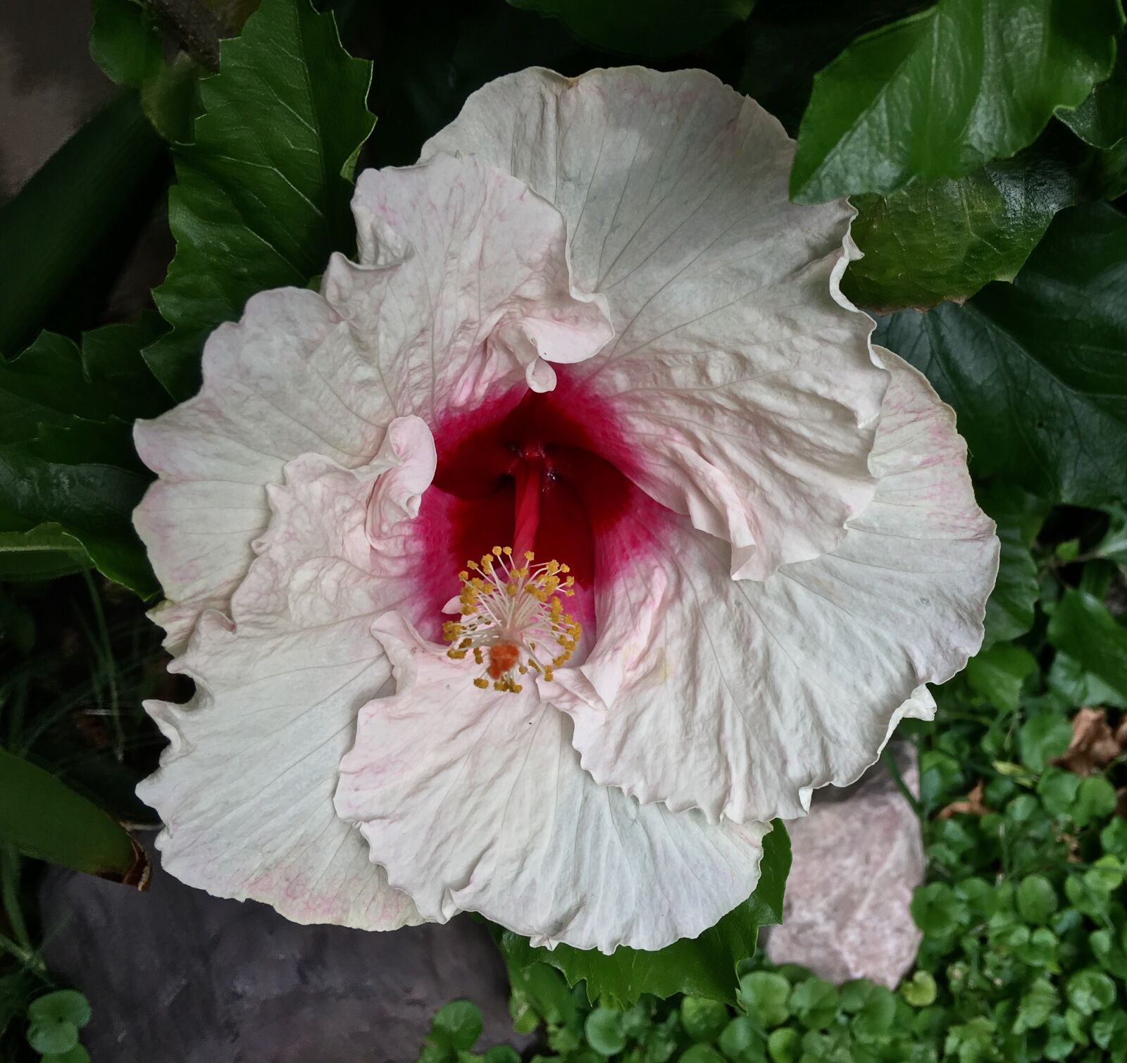 Apple iPhone 6s Plus sample photo. Flower, plant, leaf photography