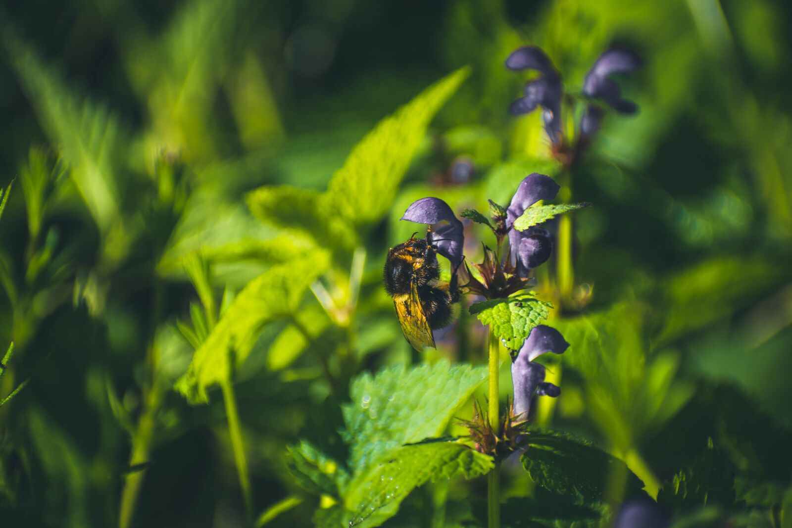 Nikon D5600 sample photo. Bee, animal, bumble-bee photography