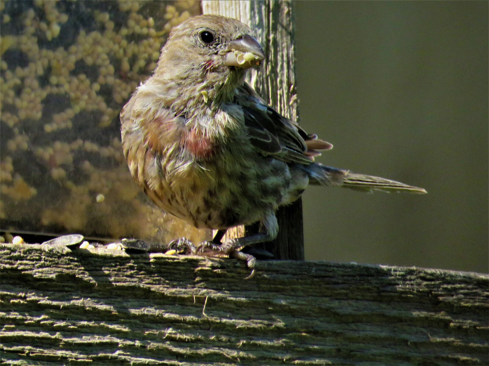 Canon PowerShot SX60 HS sample photo. Bird, close up, wildlife photography