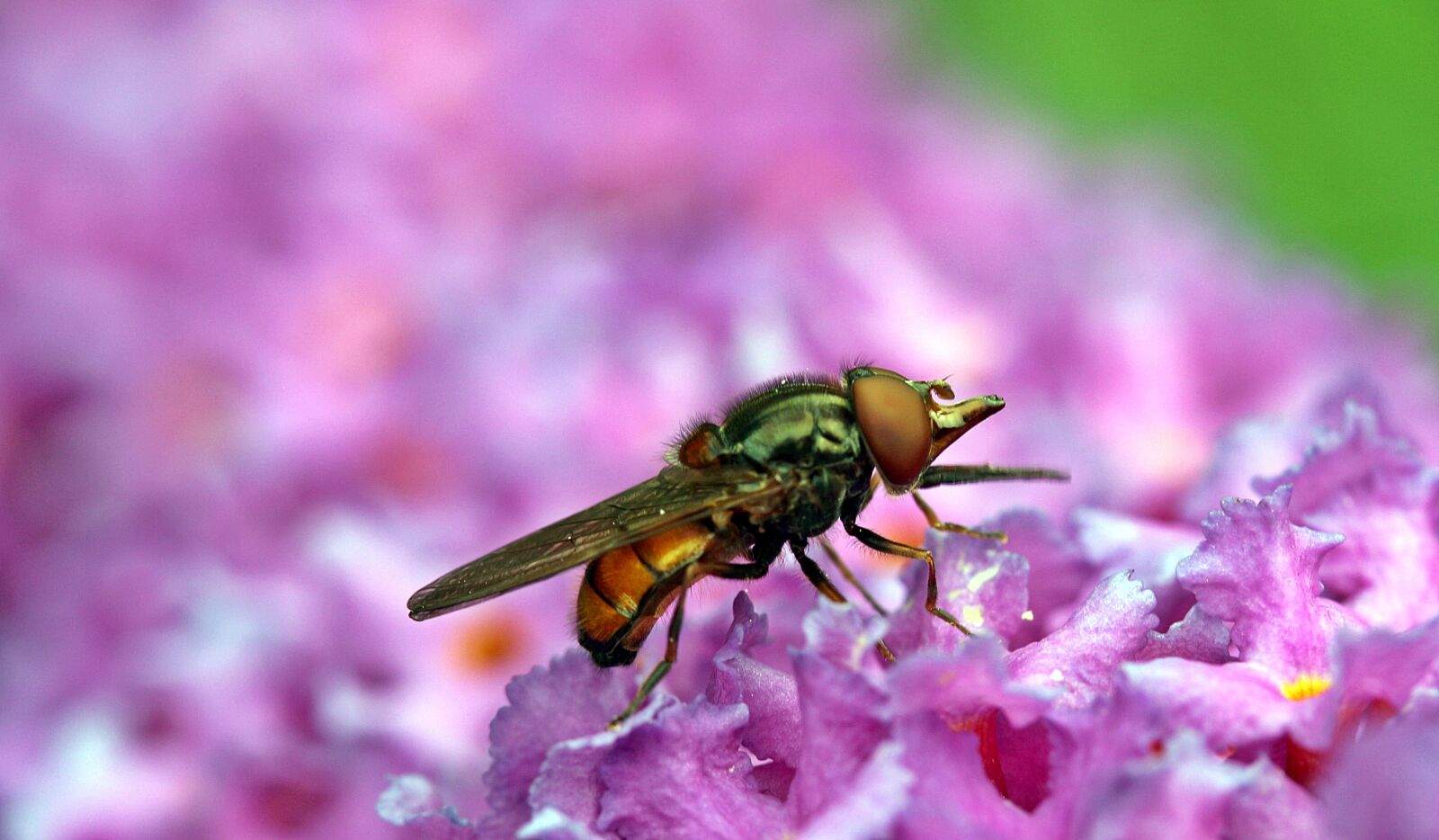 Canon EOS 650D (EOS Rebel T4i / EOS Kiss X6i) sample photo. Fly, field beak campestris photography