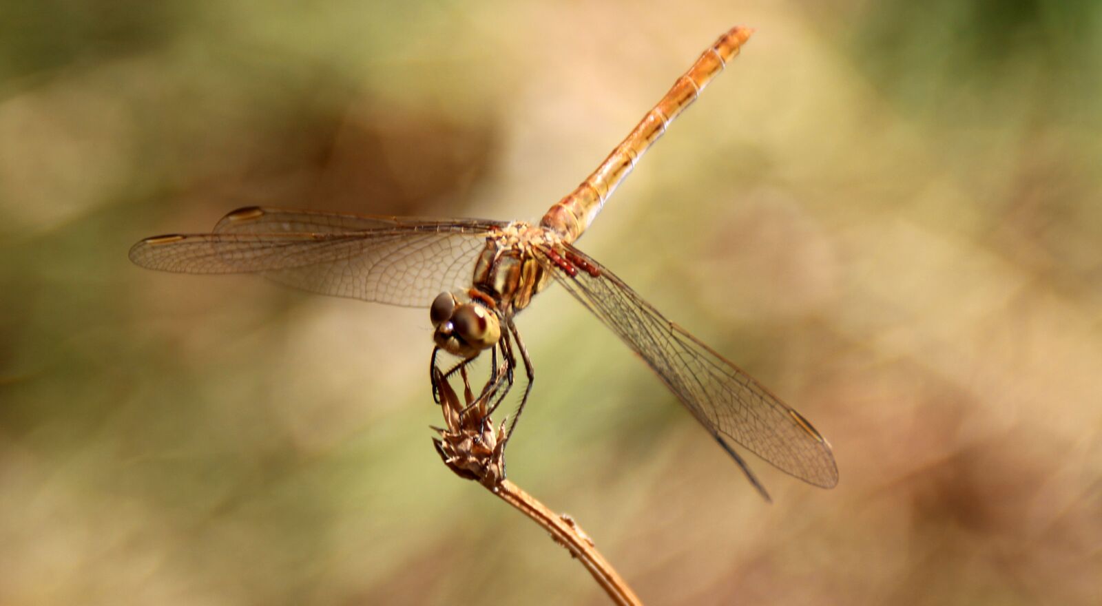 Canon EOS 700D (EOS Rebel T5i / EOS Kiss X7i) sample photo. Dragonfly, insecta, wings photography
