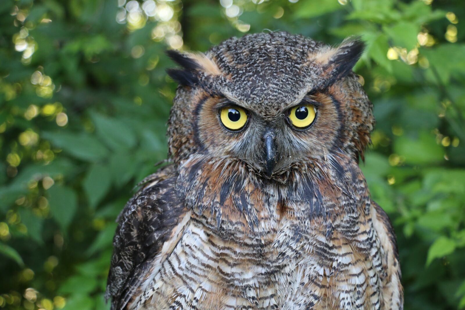 Canon EOS 70D sample photo. Owl, great horned owl photography