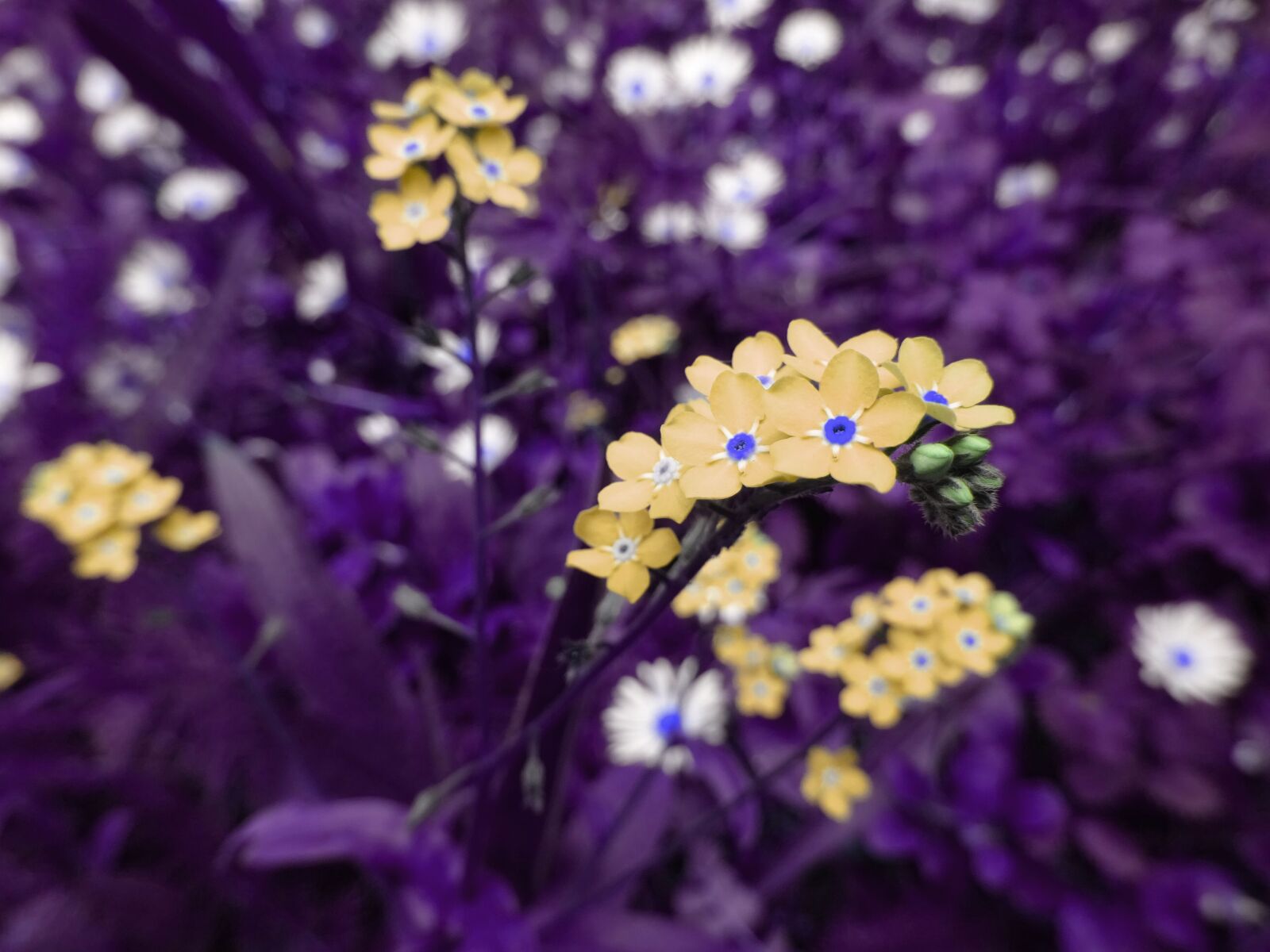 Sony DSC-HX60 sample photo. Bloom, blooming, blossom, blur photography