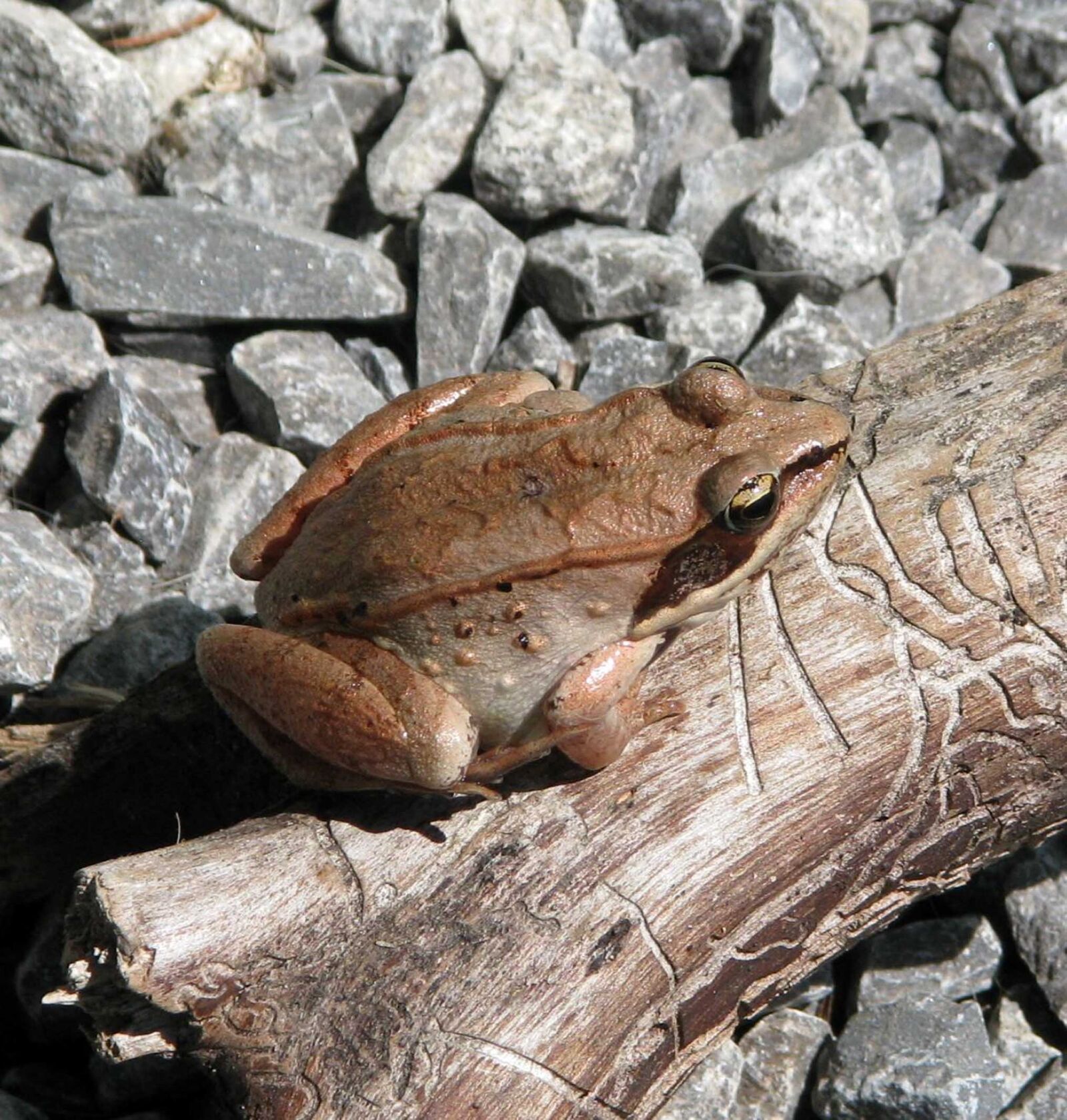 Canon POWERSHOT S5 IS sample photo. Wood frog, lithobates sylvaticus photography