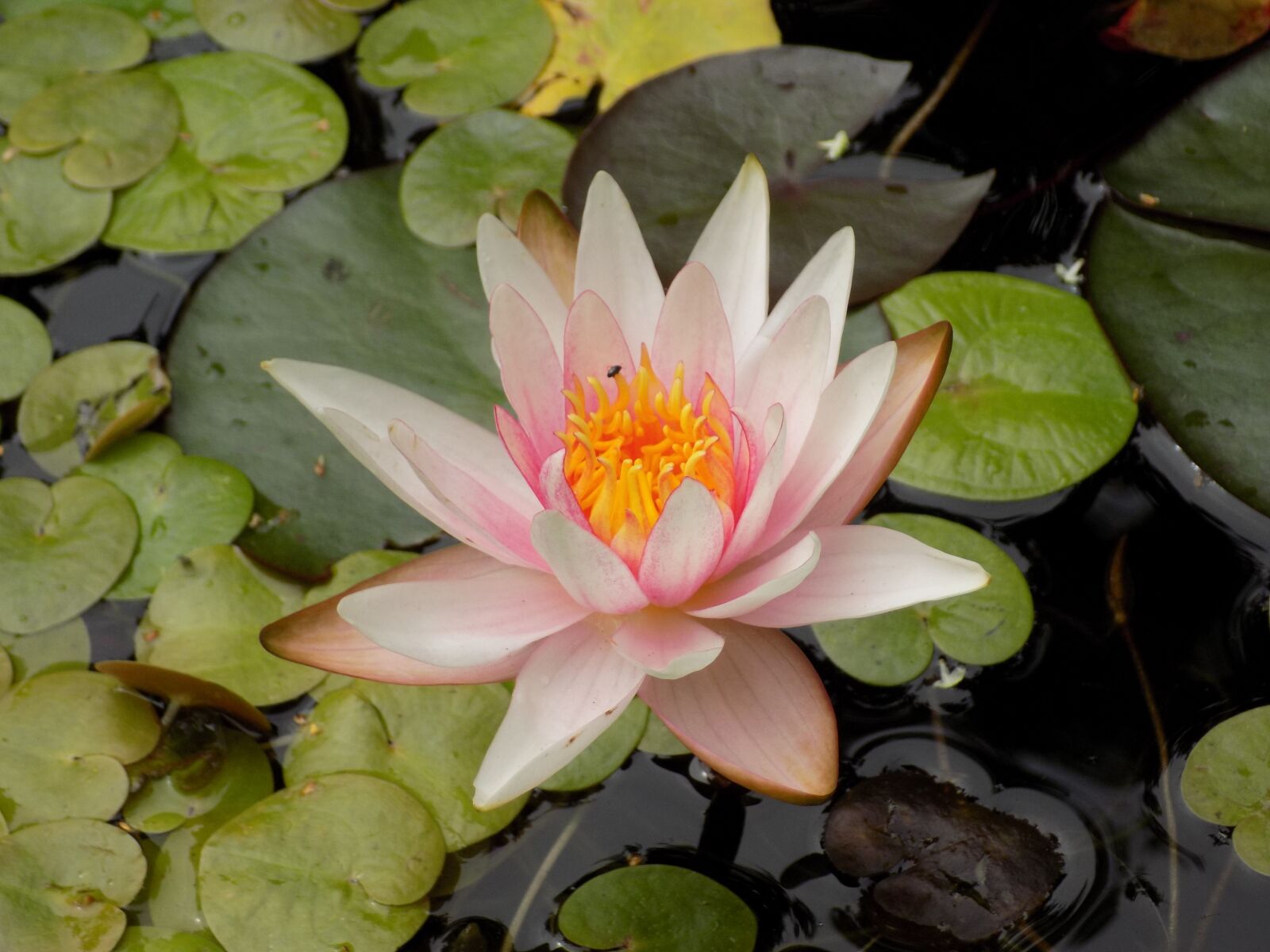 Nikon COOLPIX L340 sample photo. Water lily, ornament, beautiful photography