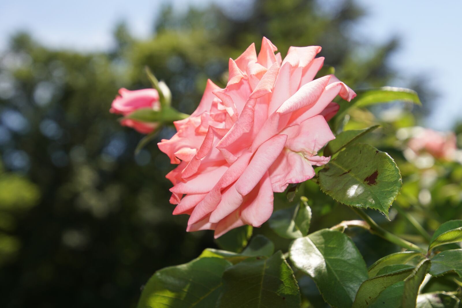 Tamron 16-300mm F3.5-6.3 Di II VC PZD Macro sample photo. Rose, blossom, bloom photography