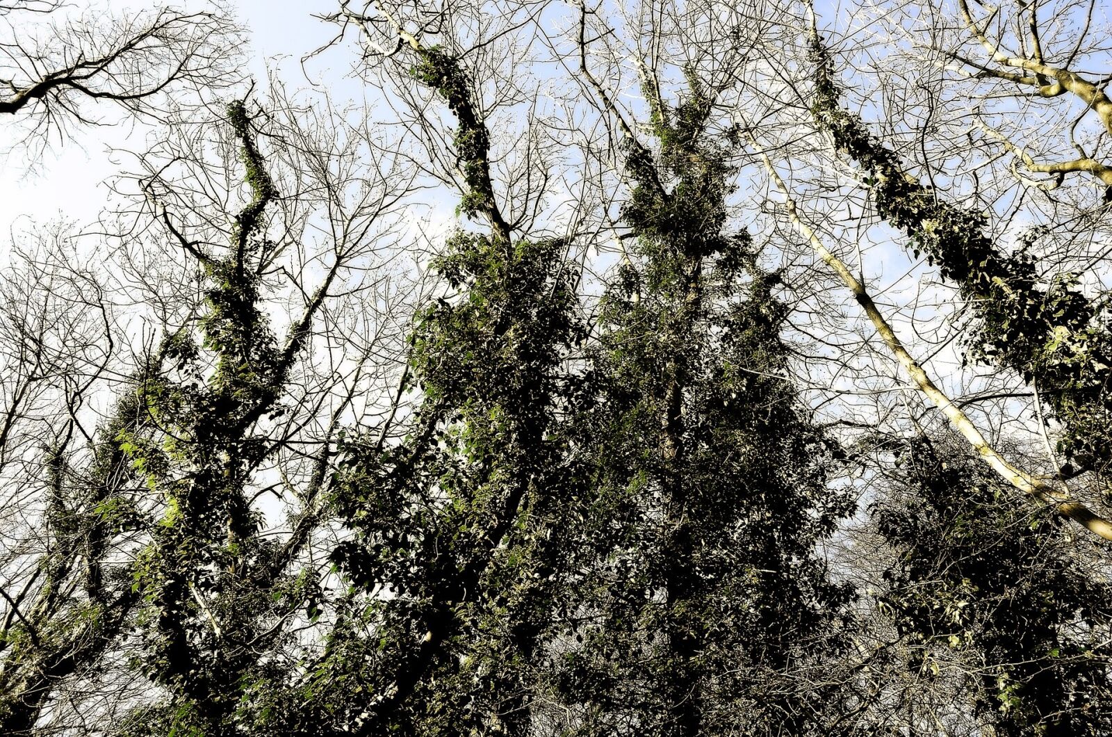 Nikon D5100 sample photo. Wood, nature, background photography