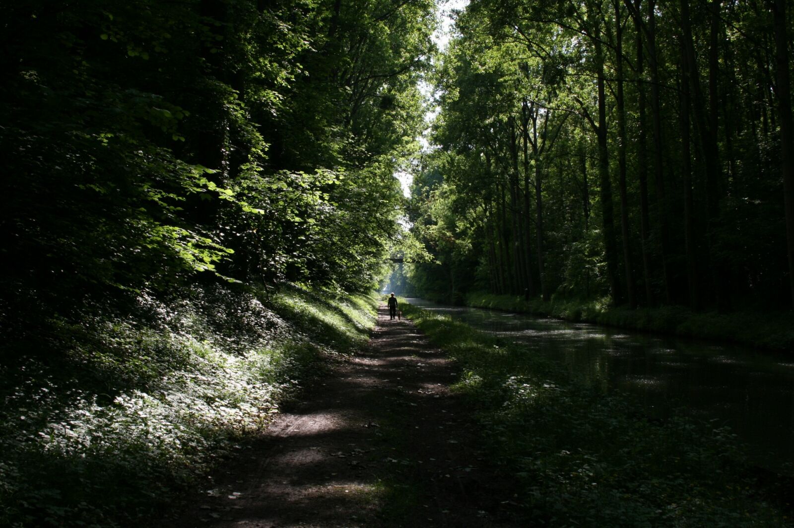 Canon EOS 400D (EOS Digital Rebel XTi / EOS Kiss Digital X) sample photo. Nature, field, forest photography