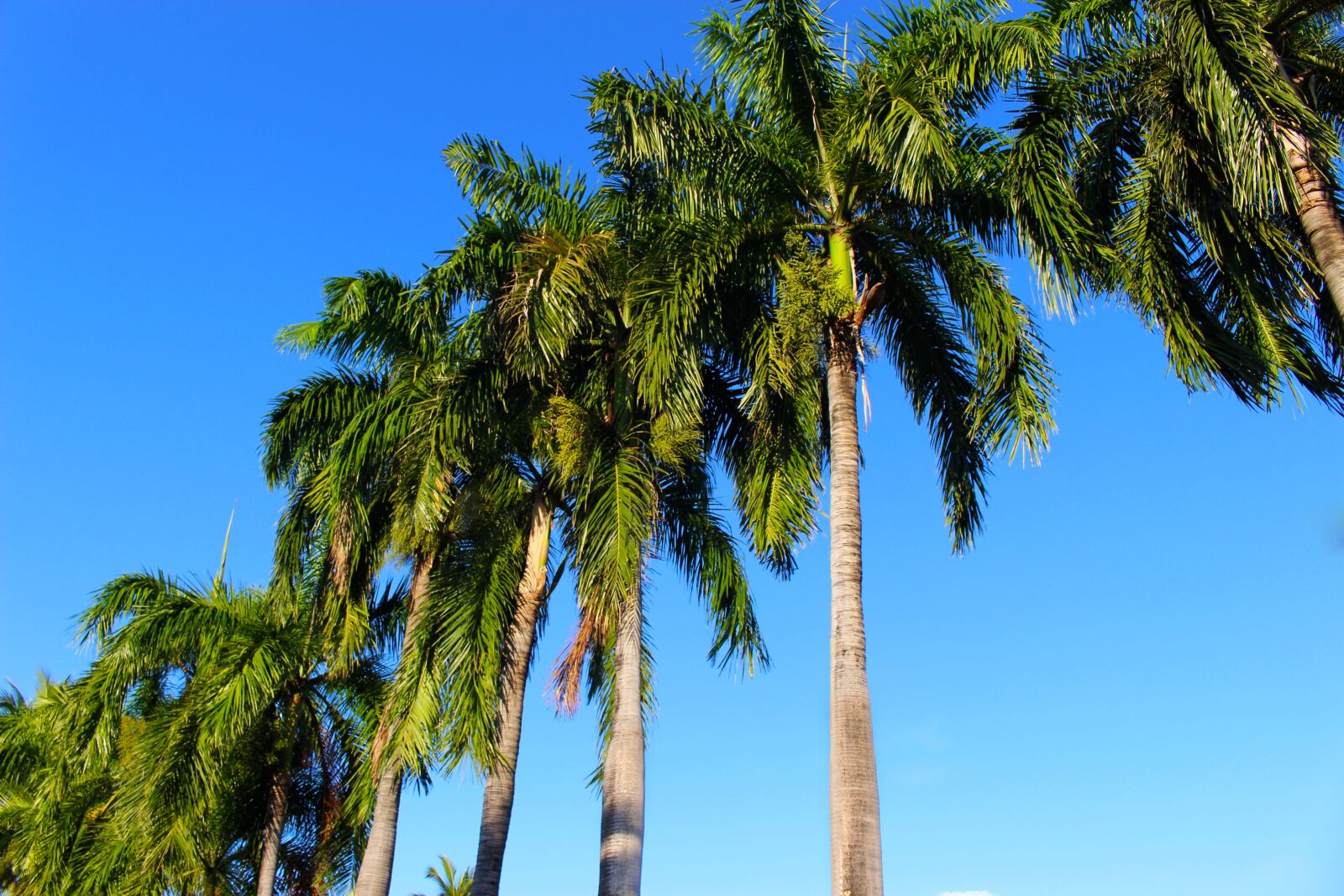Canon EOS 700D (EOS Rebel T5i / EOS Kiss X7i) sample photo. Palm trees, coconut palm photography