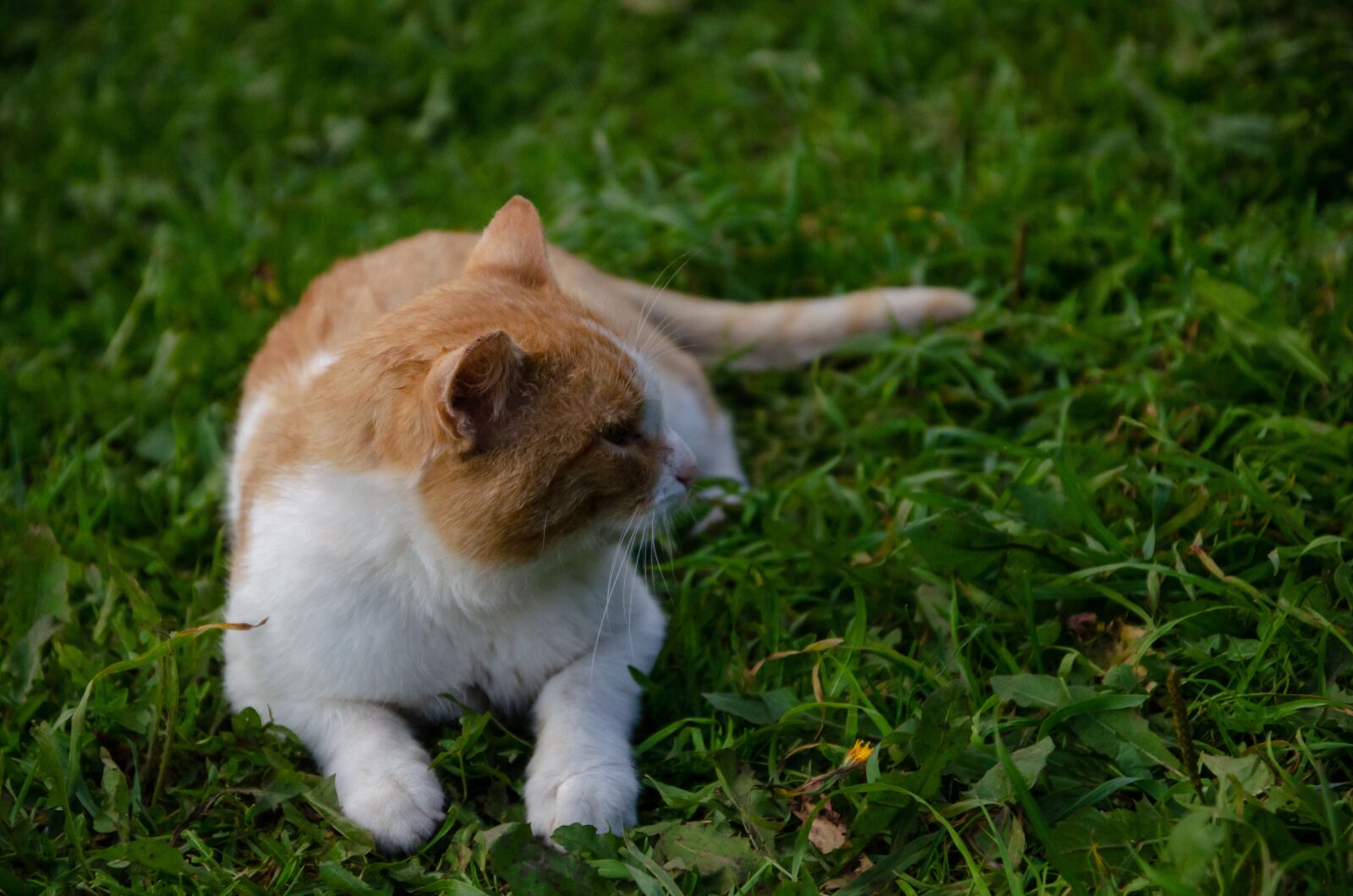 Nikon D7000 sample photo. Cat, grass, redhead photography